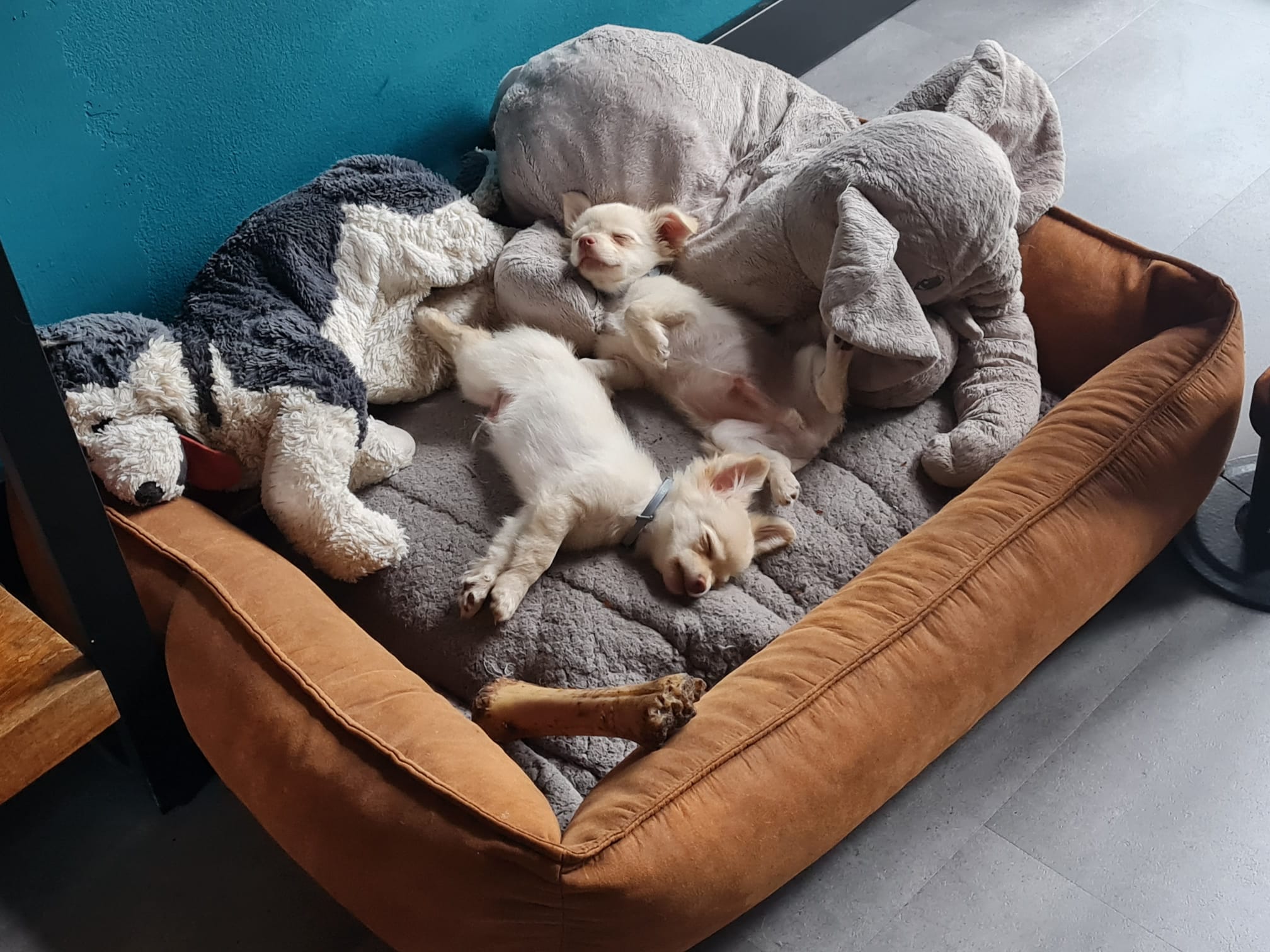 Guus en teuntje chihuahua