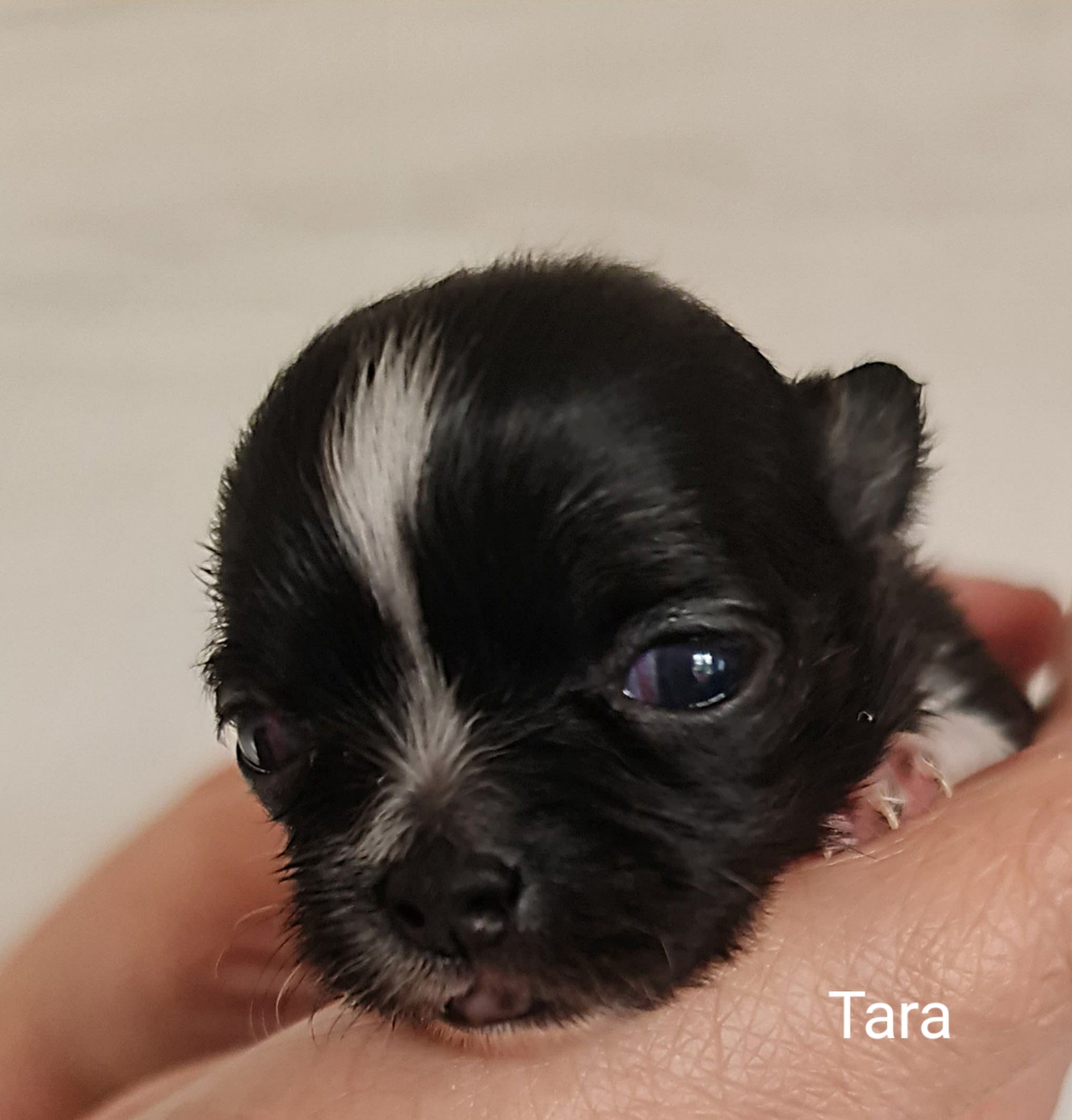 Tara Chihuahua