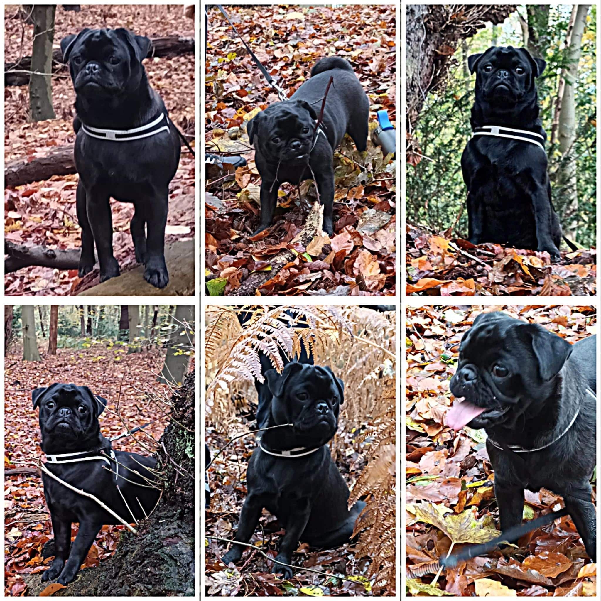 Amy - Indy Retromops