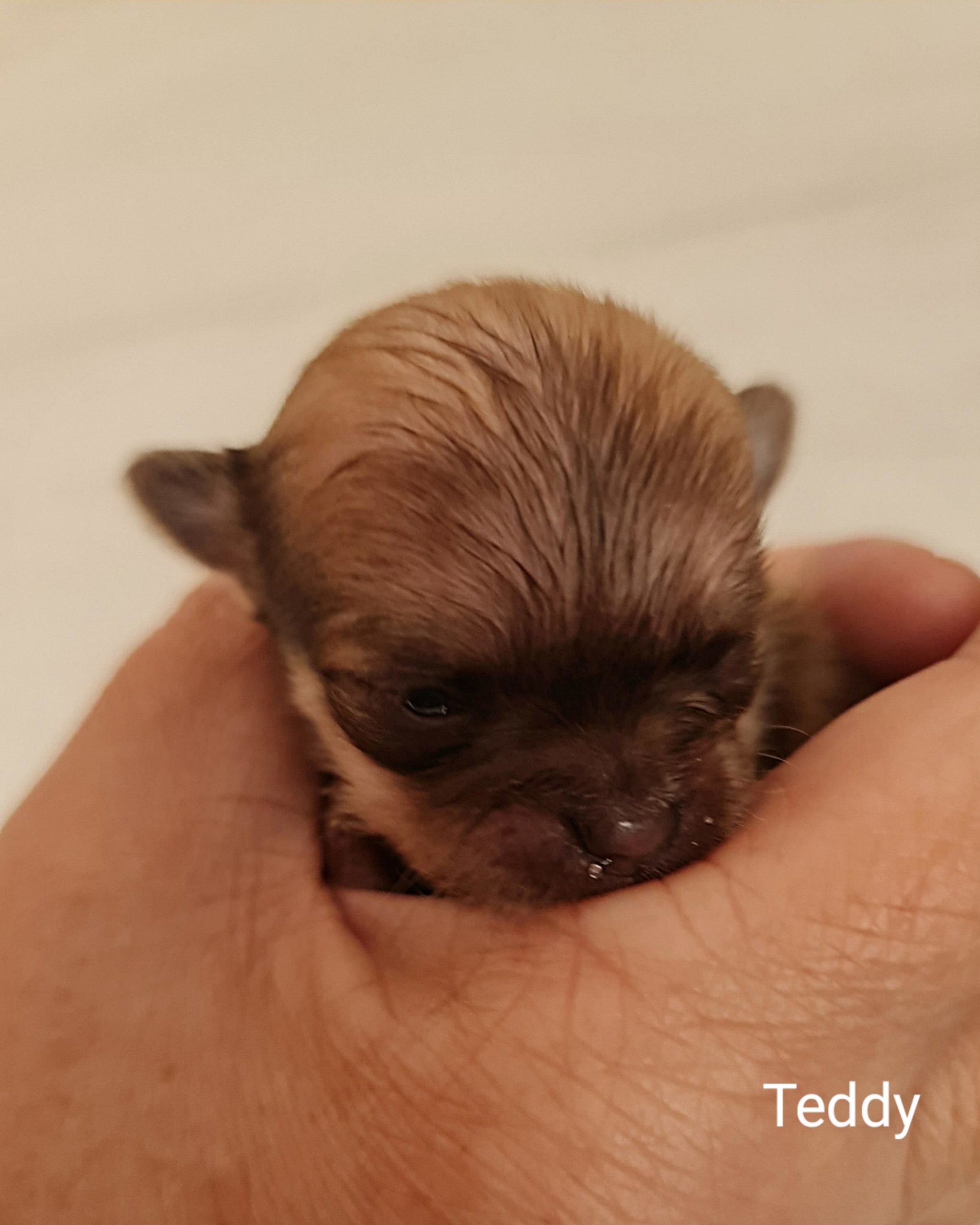 Chihuahua Teddy
