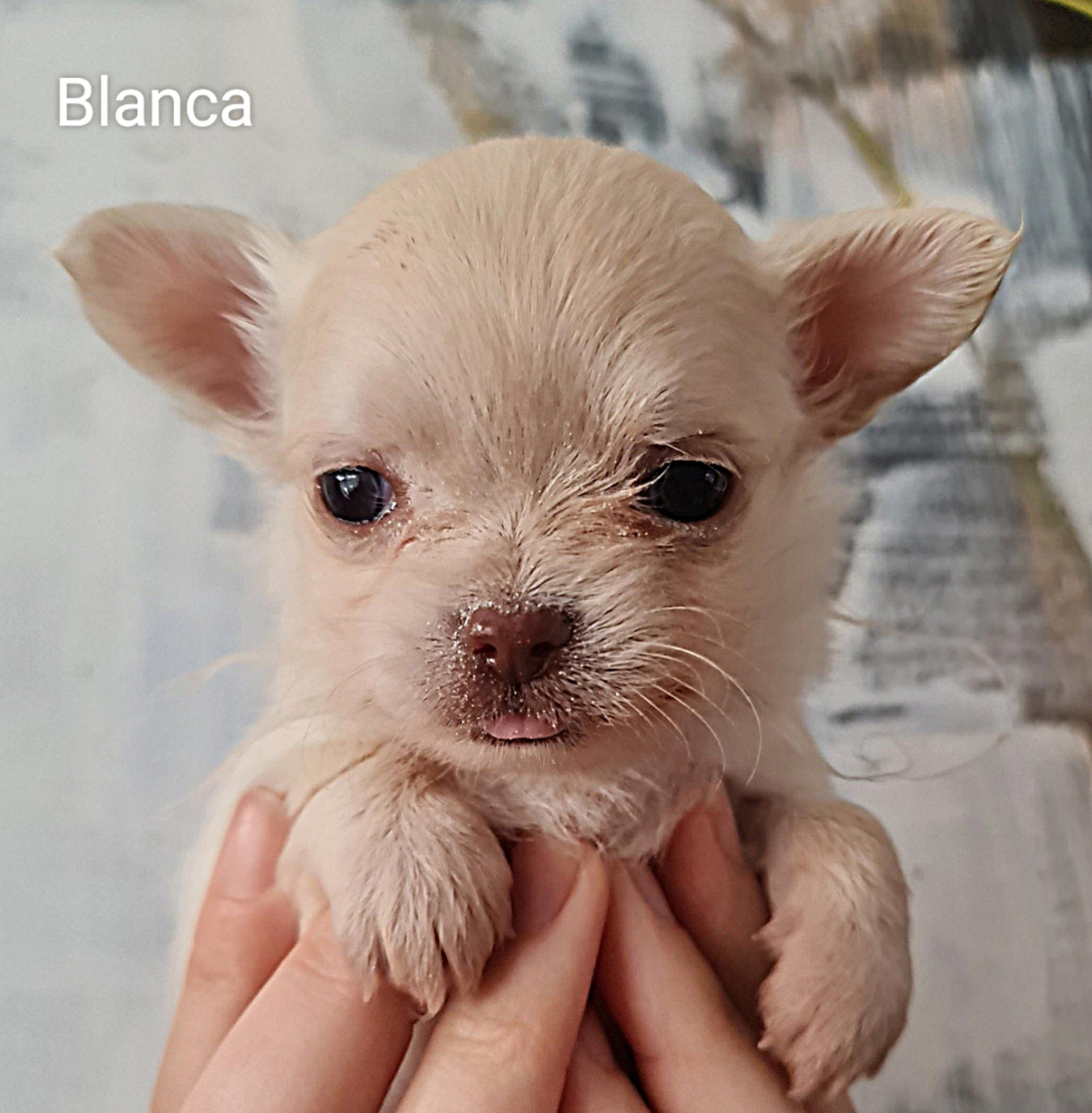 Chihuahua Blanca
