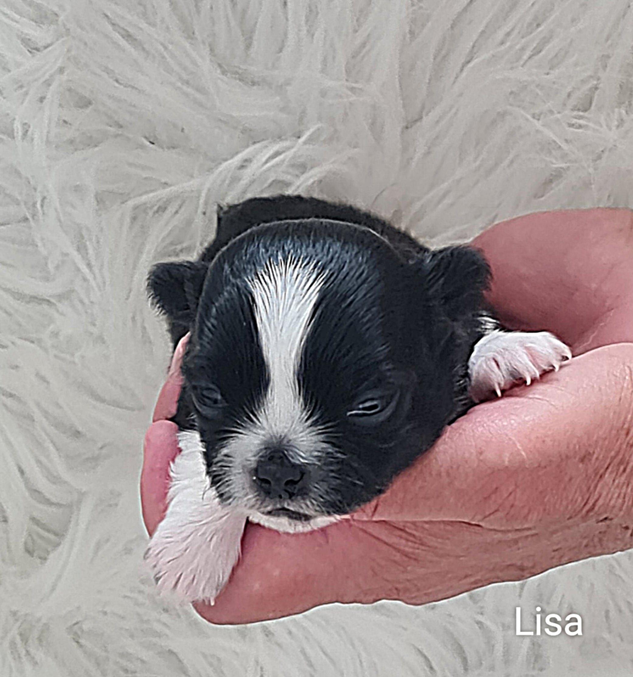 Chihuahua Lisa