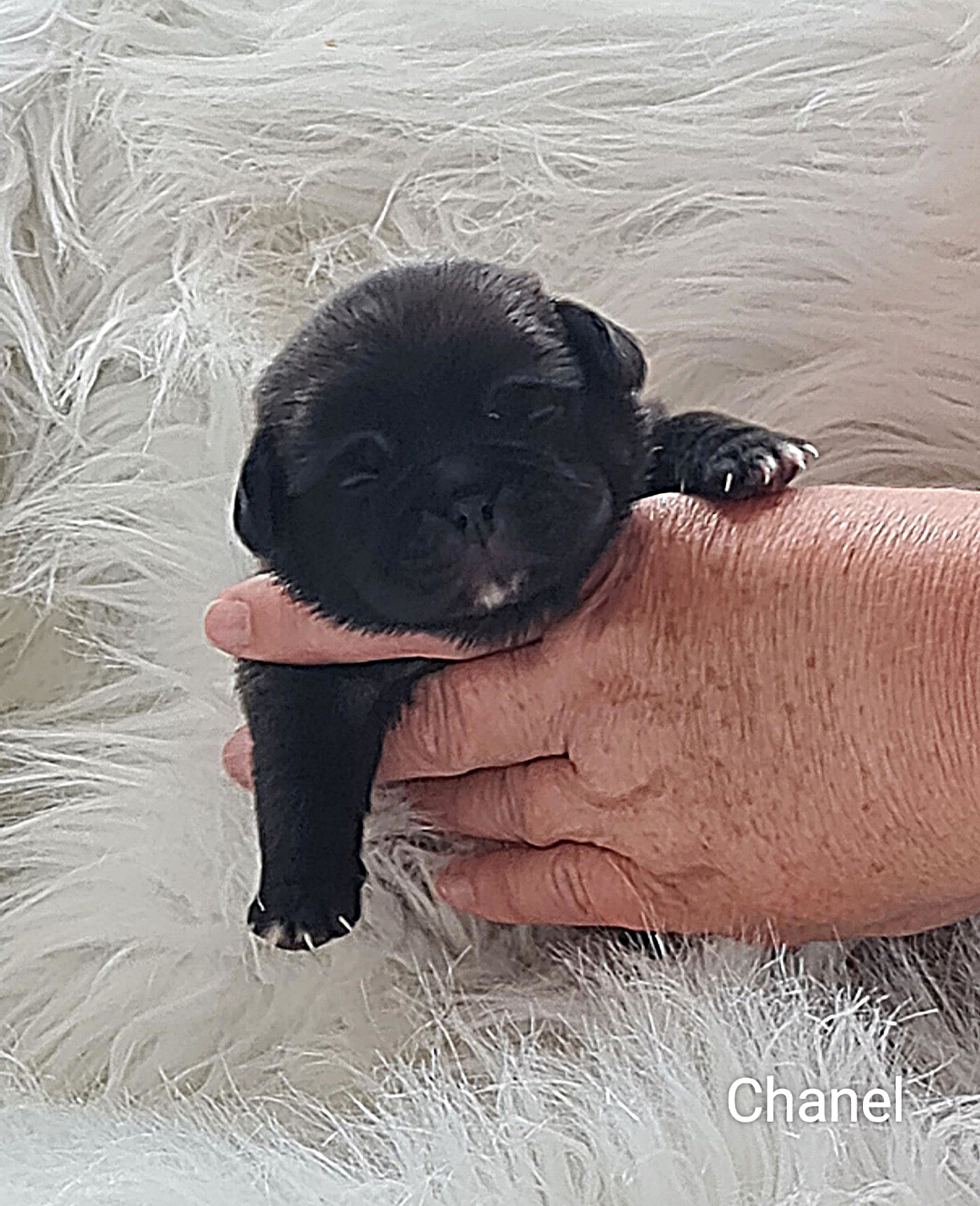 retromops Chanel