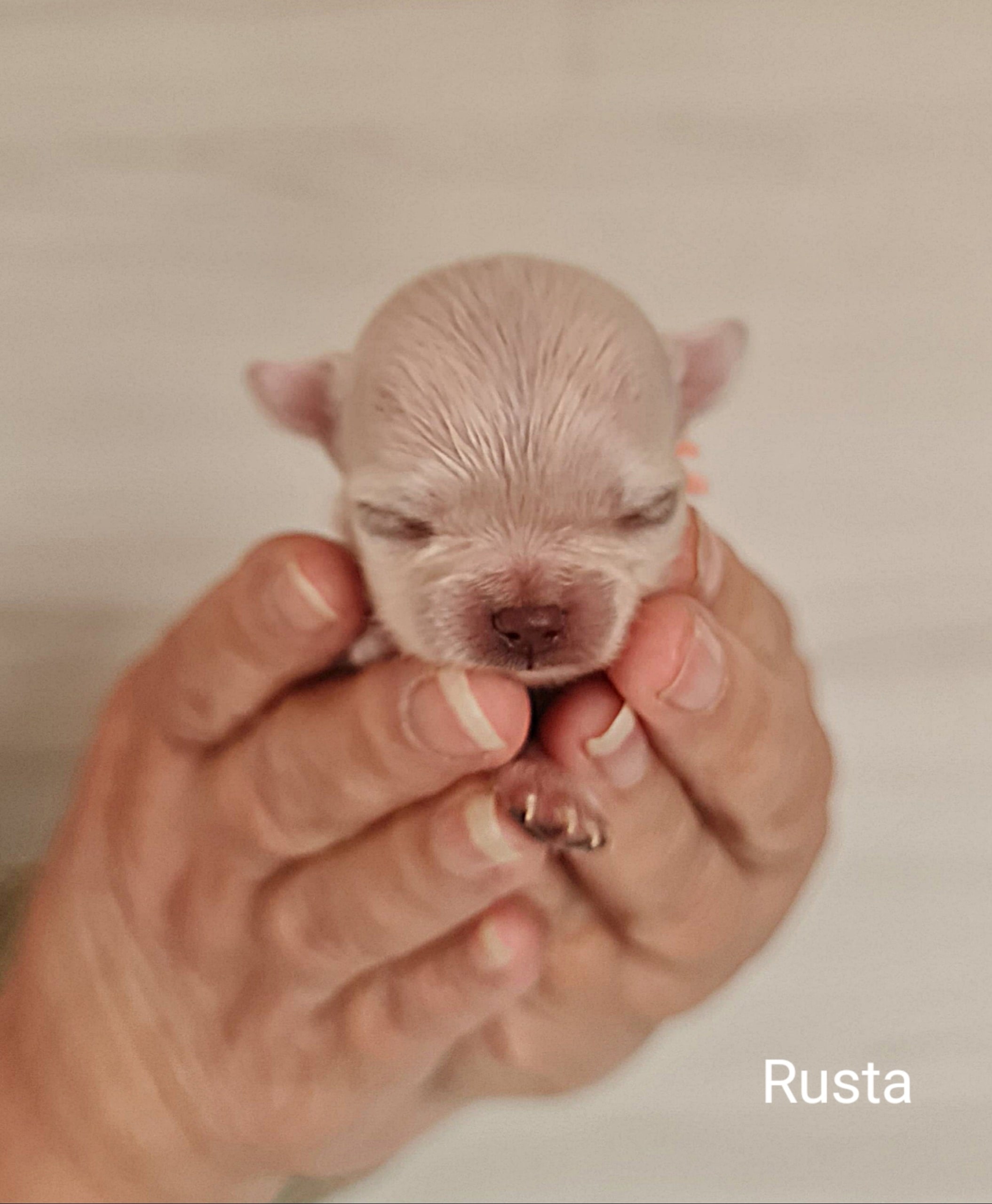 Chihuahua Rusta