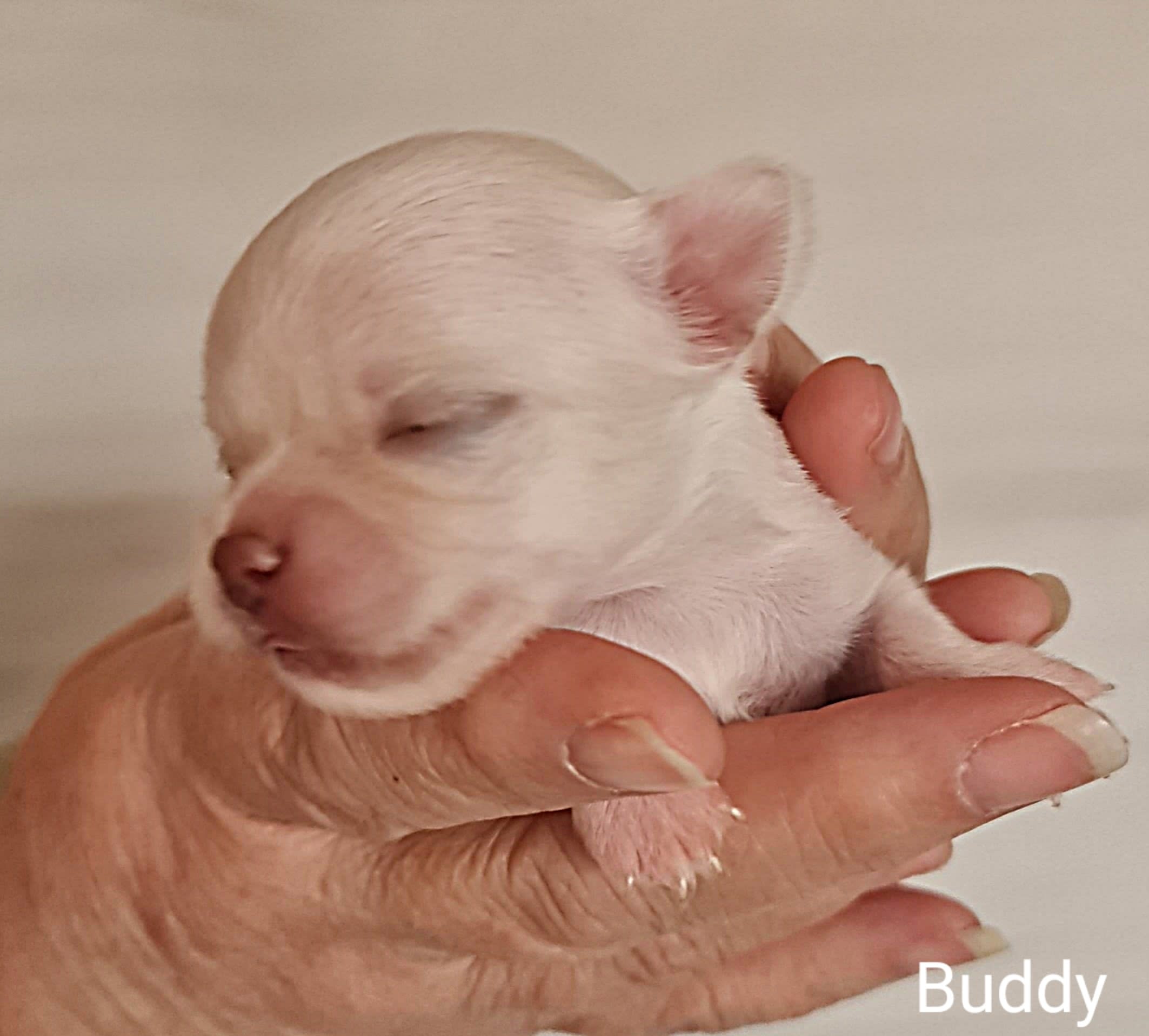 Chihuahua Buddy