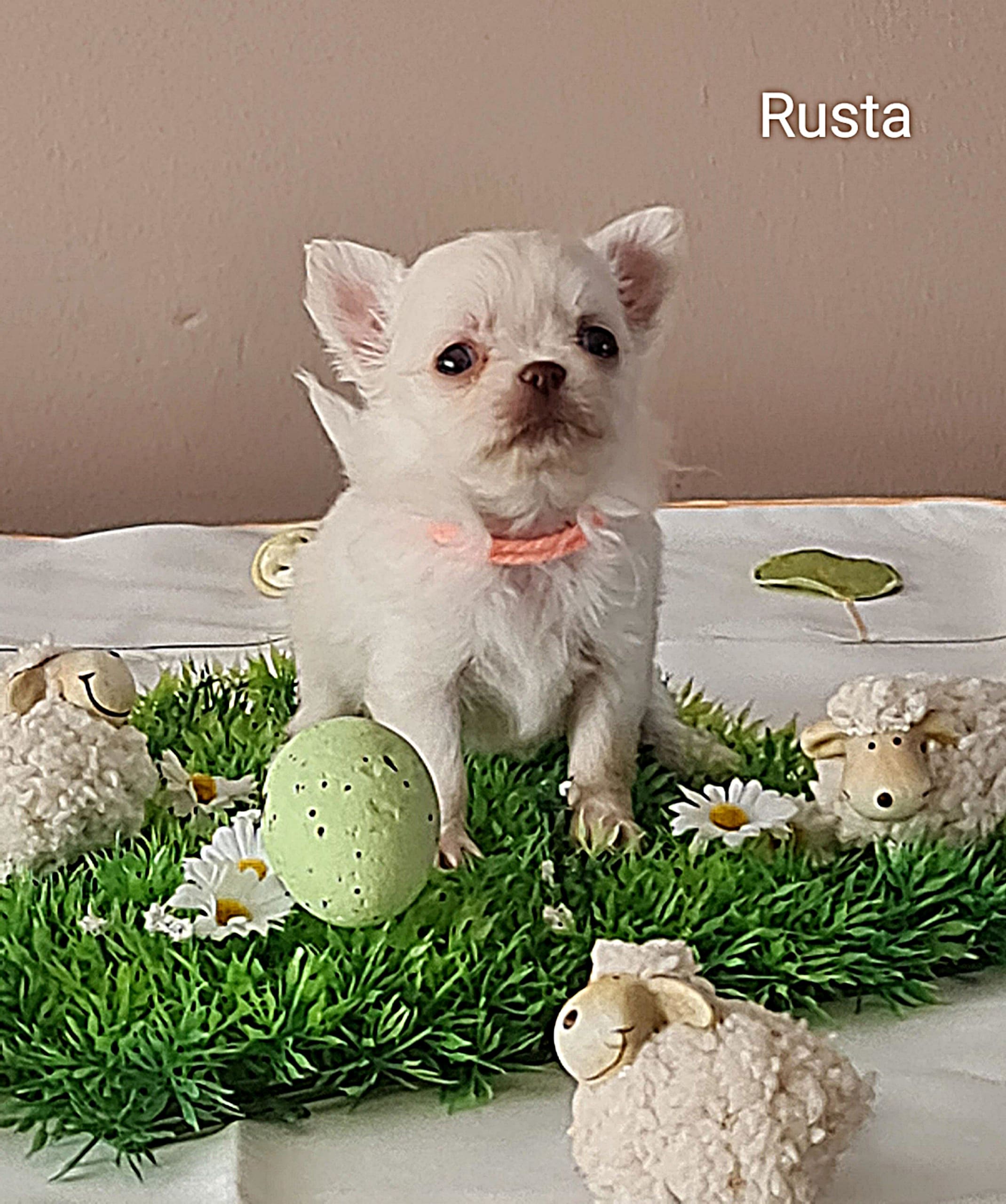 Chihuahua Rusta