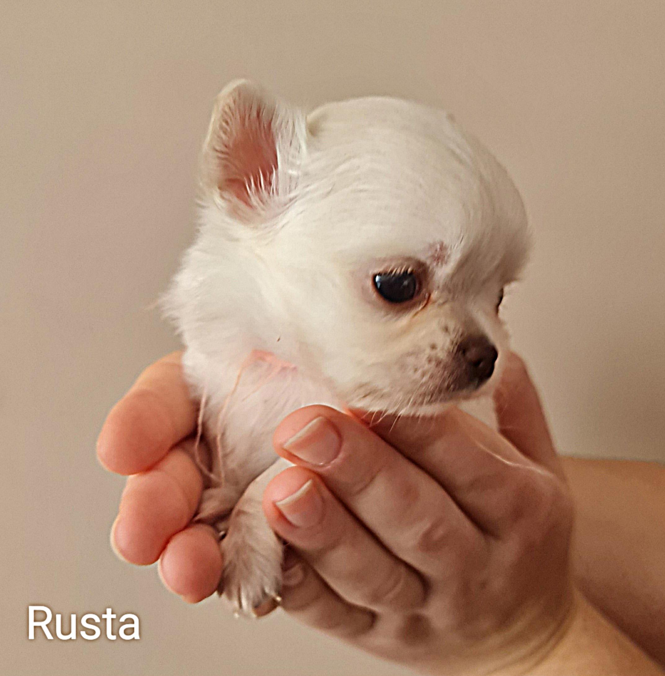 Chihuahua Rusta