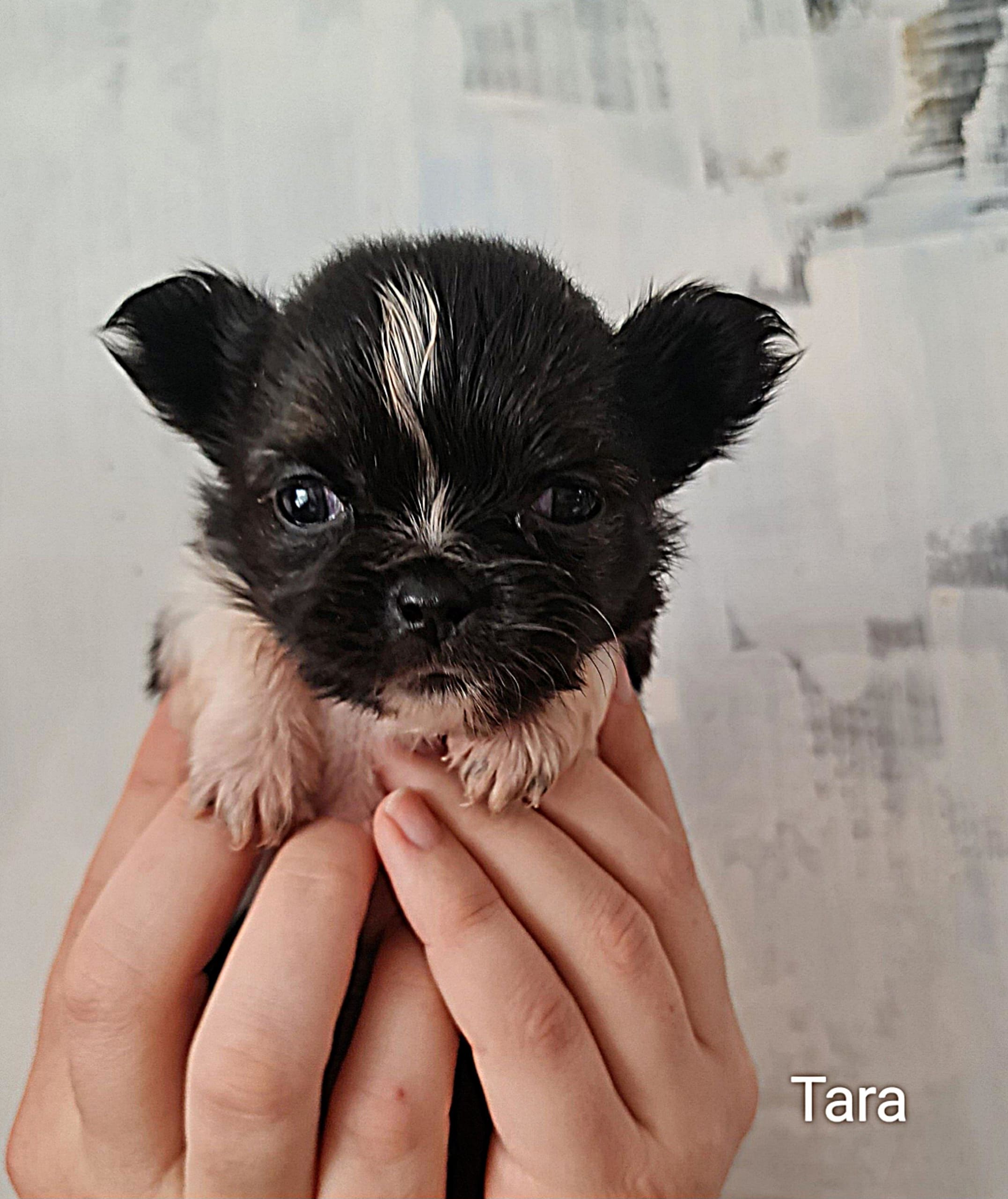 Chihuahua Tara