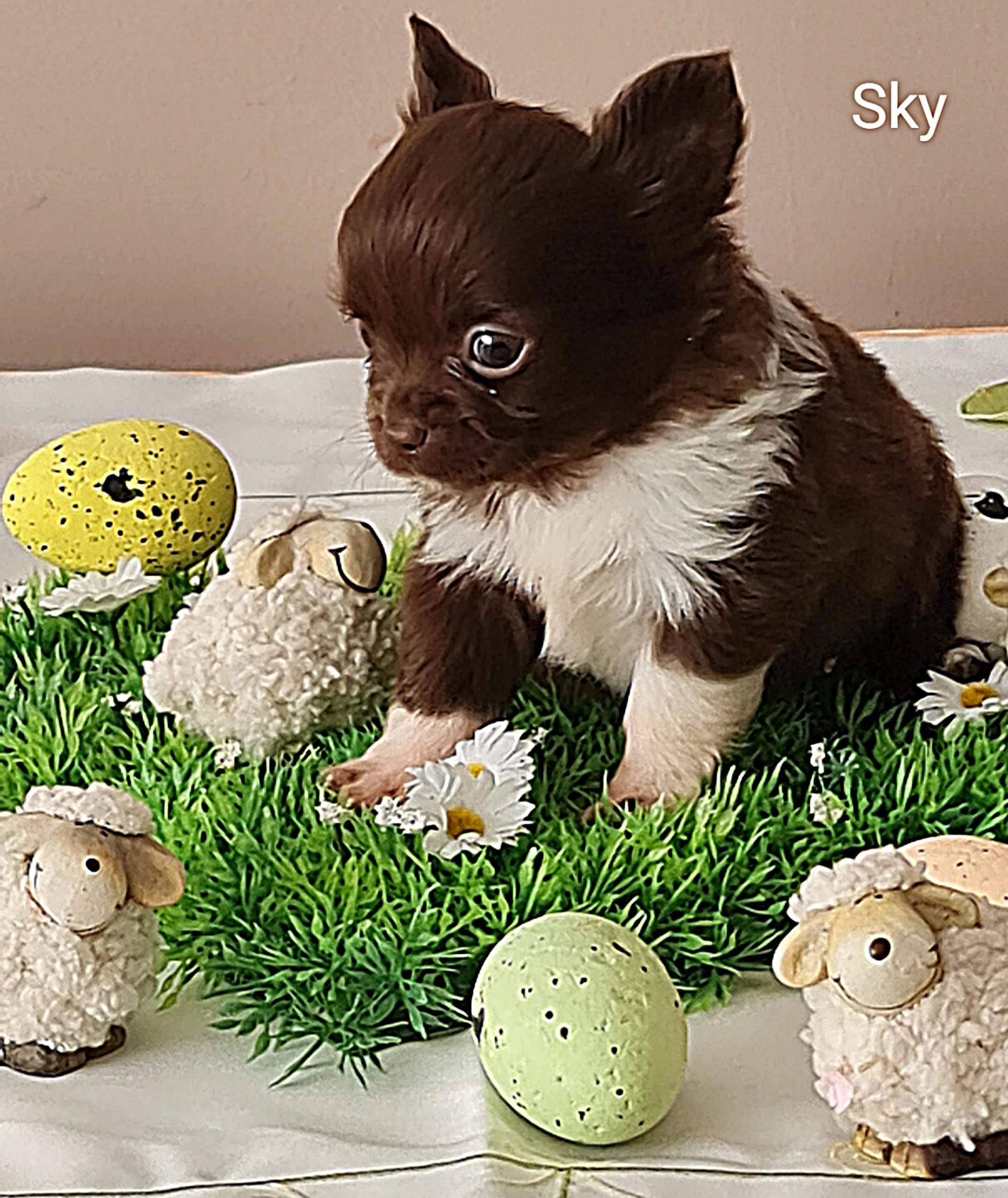 Chihuahua sky