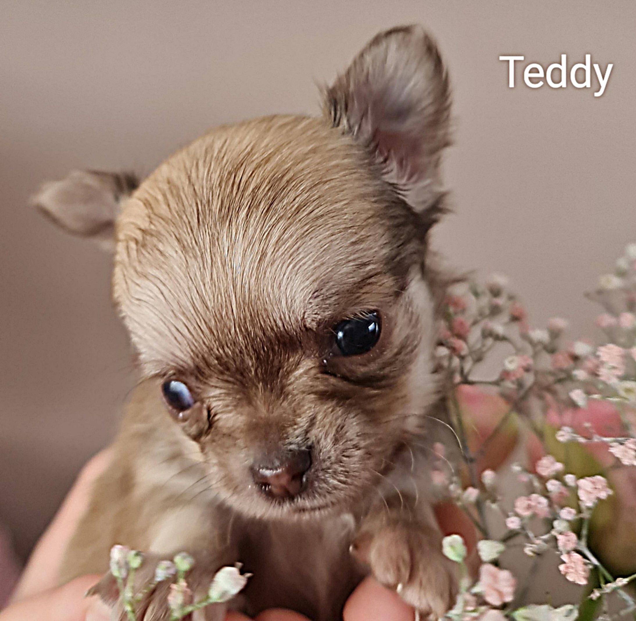 Chihuahua Teddy
