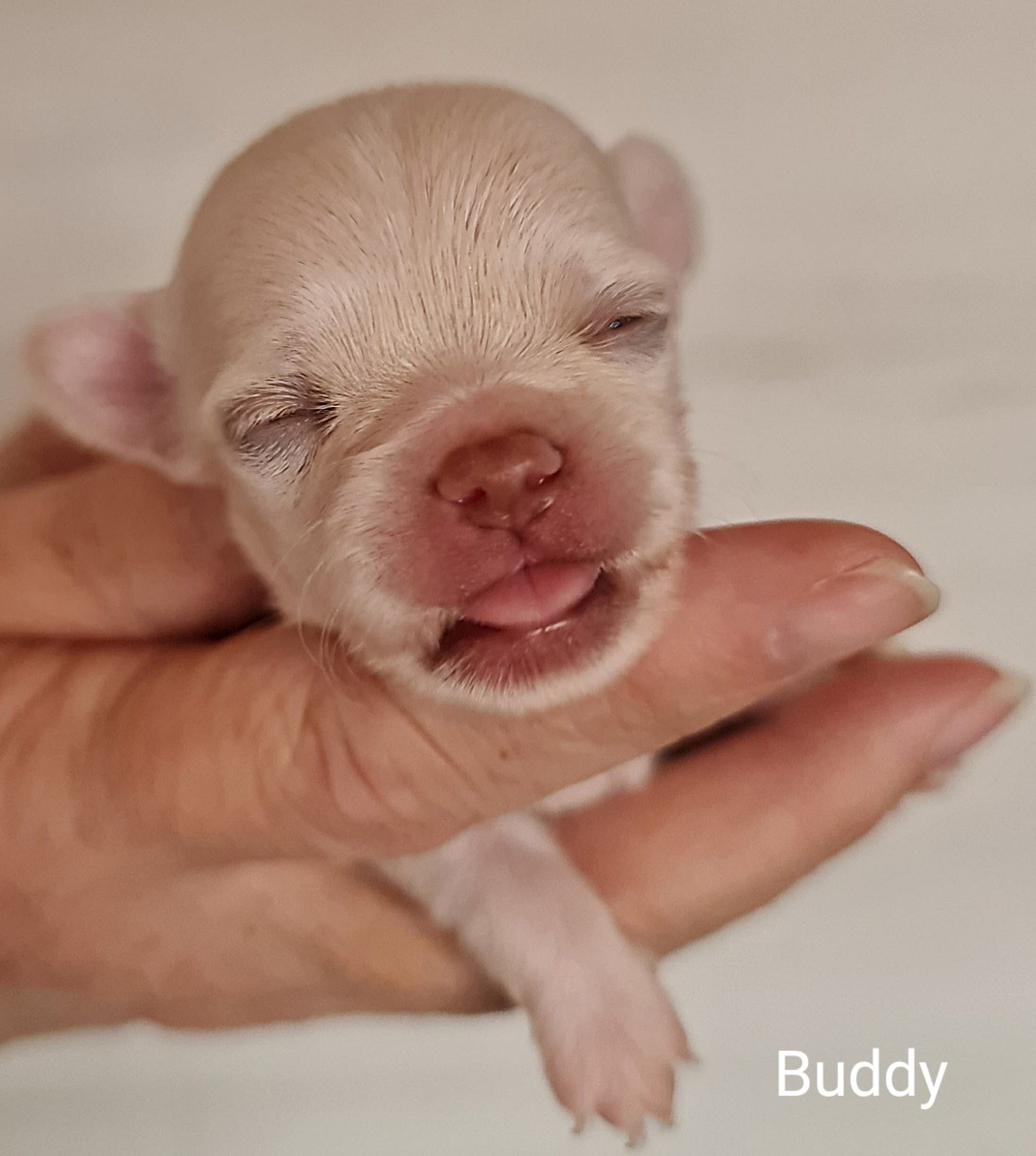 Chihuahua Buddy