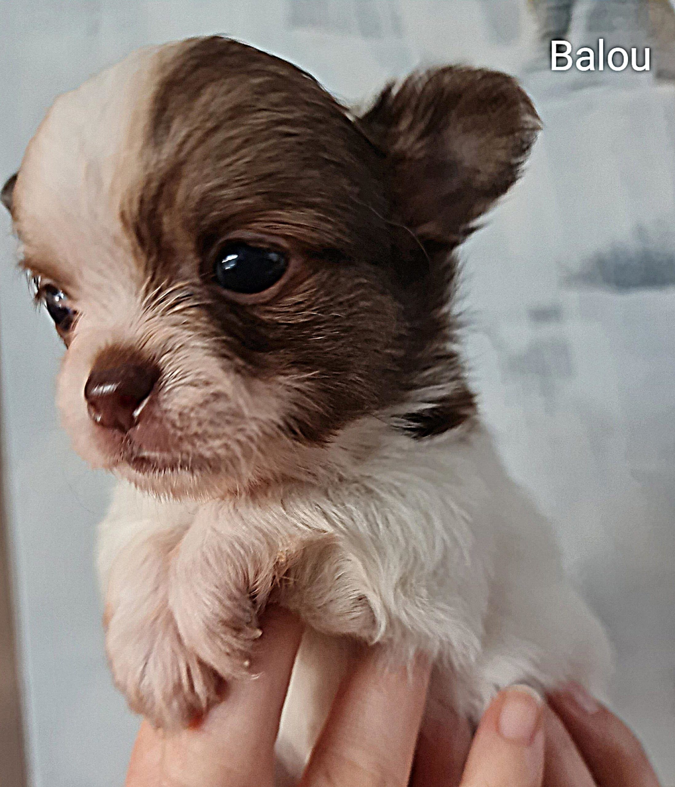 Chihuahua Balou