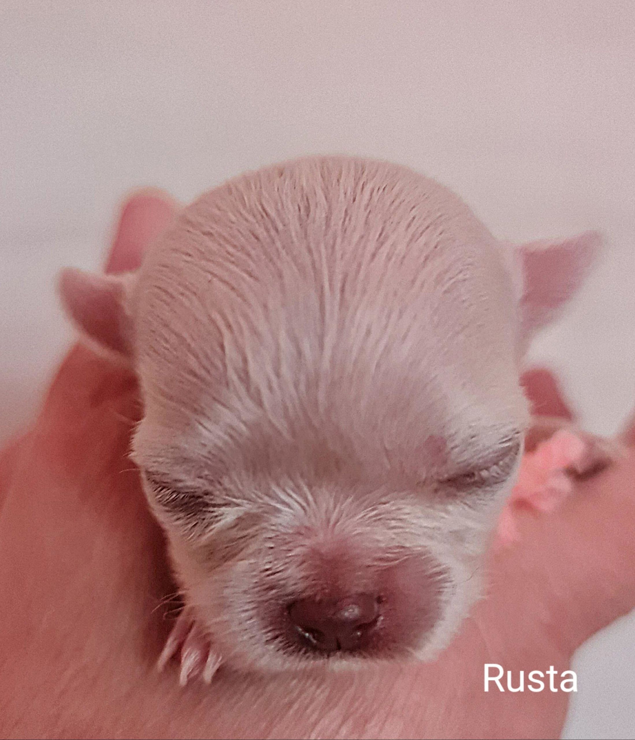 Chihuahua Rusta