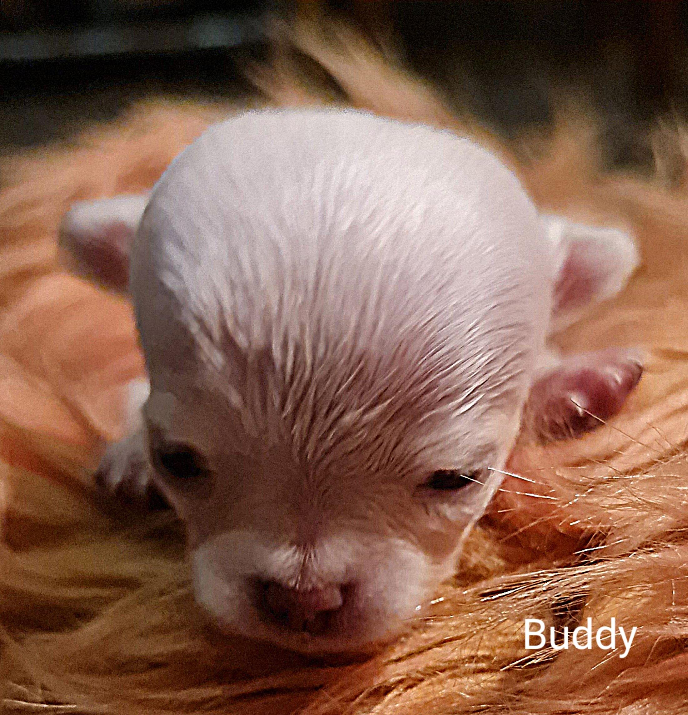 Chihuahua Buddy