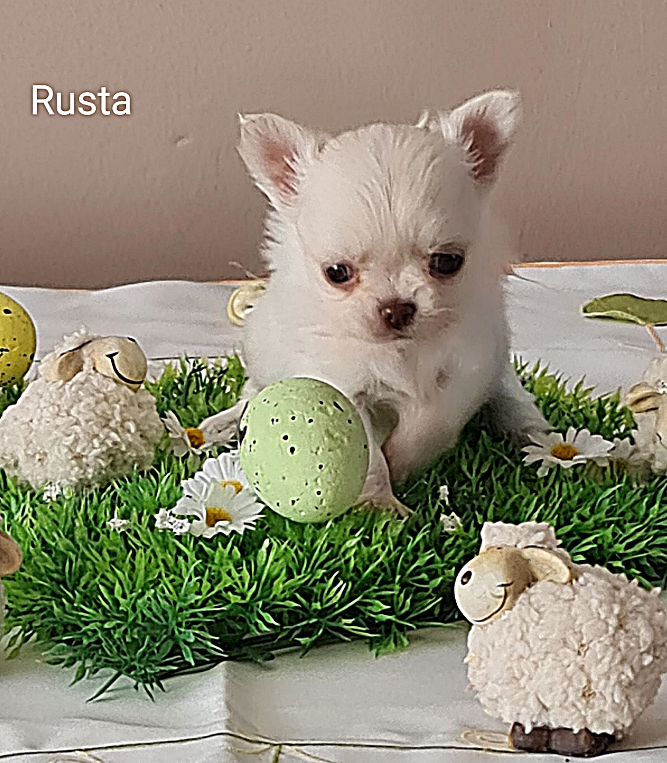 Chihuahua Rusta