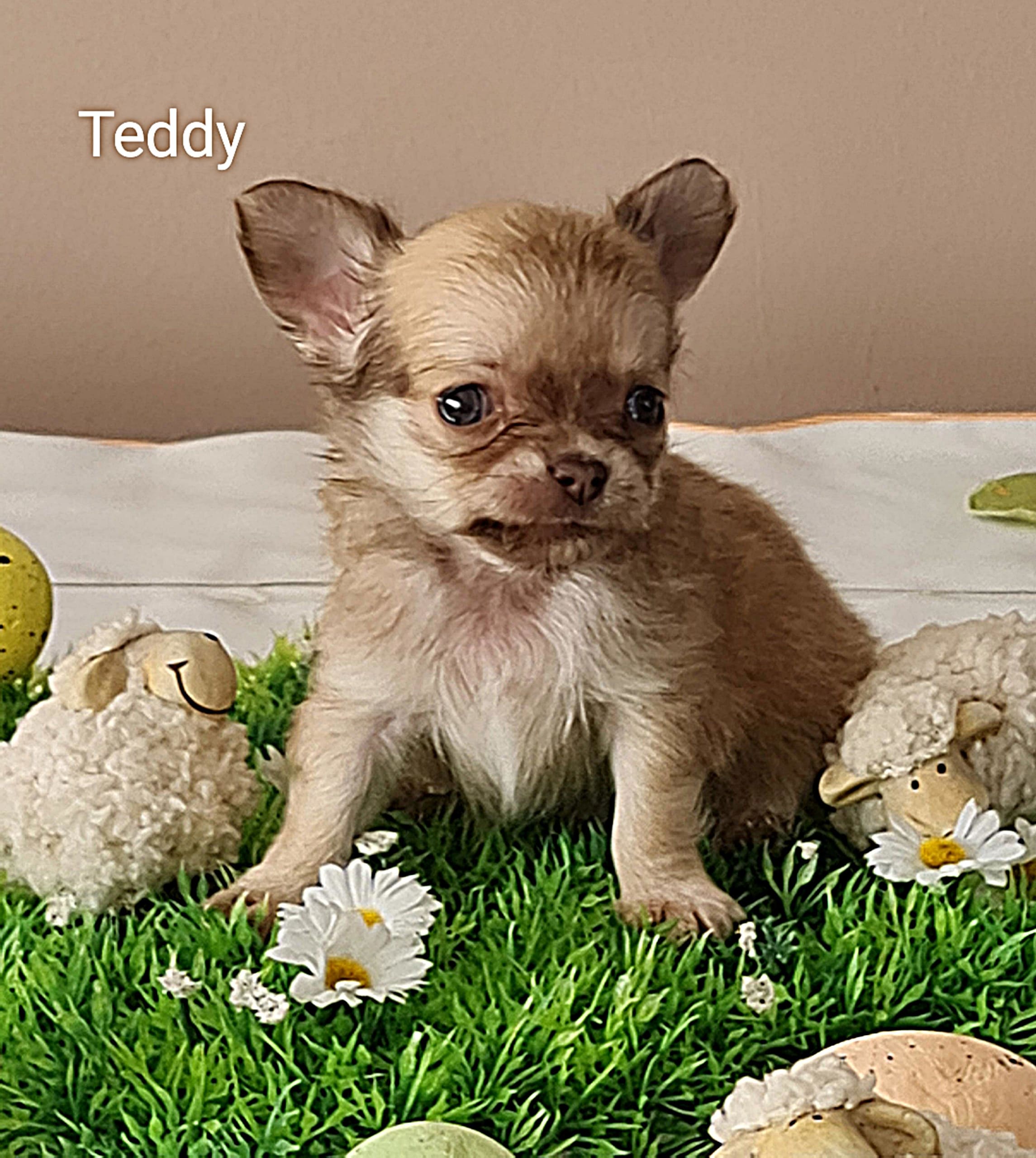Chihuahua Joy Teddy