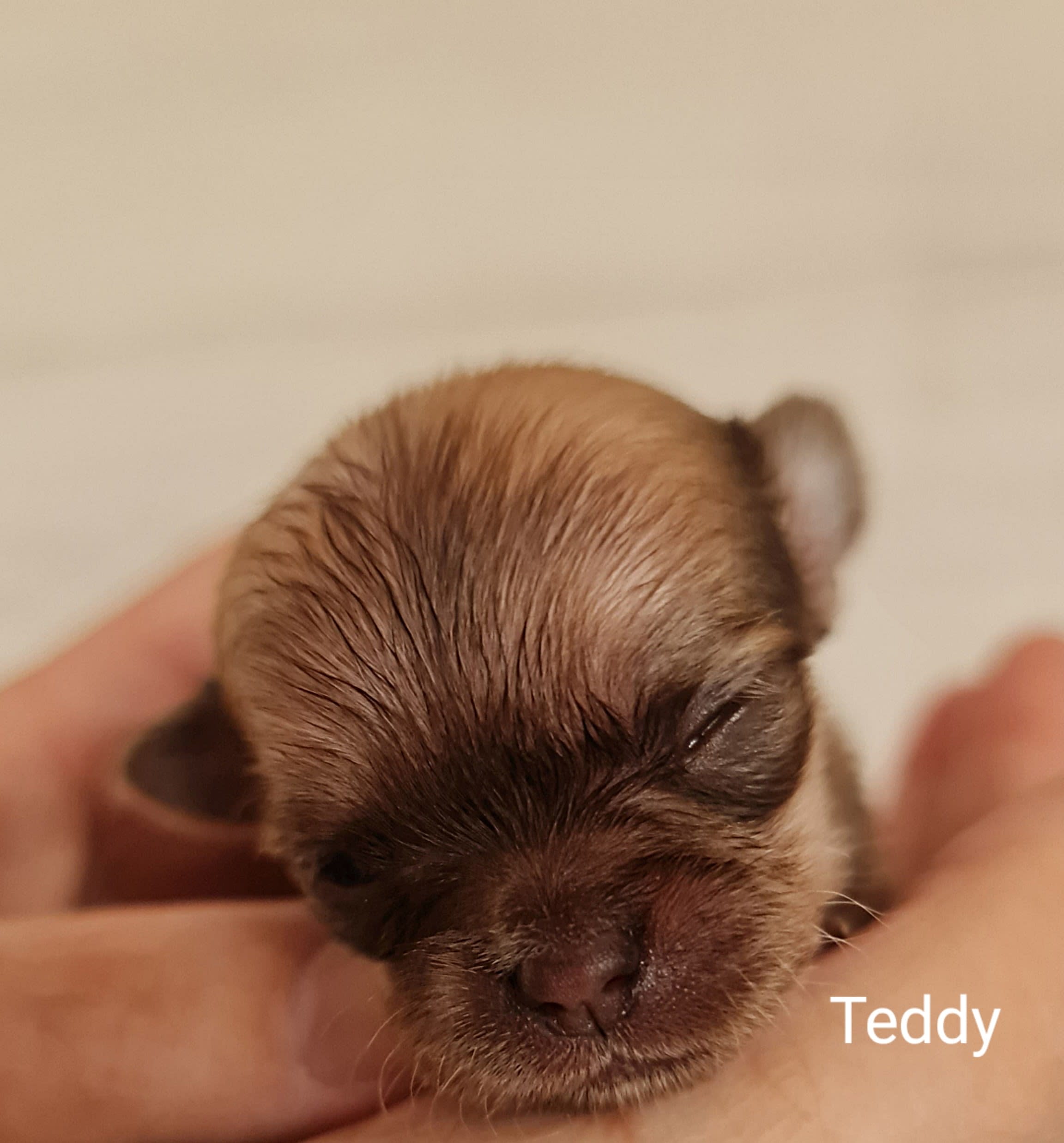Chihuahua Teddy