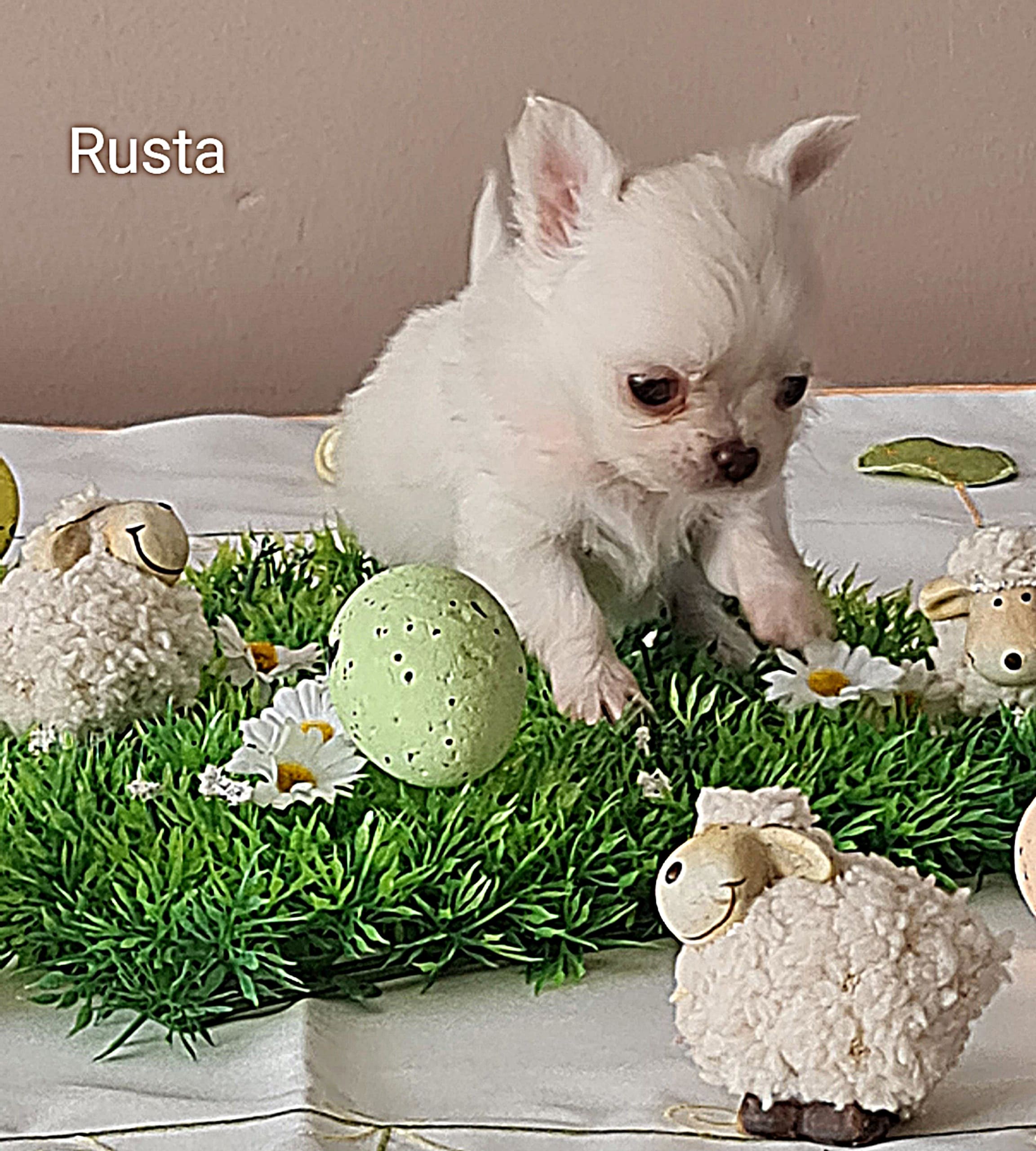 Chihuahua Rusta