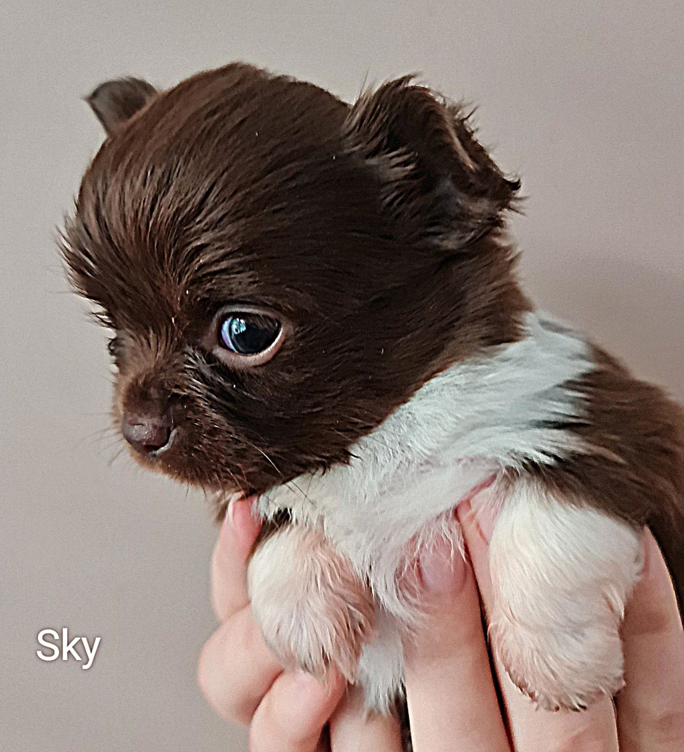 Chihuahua Sky