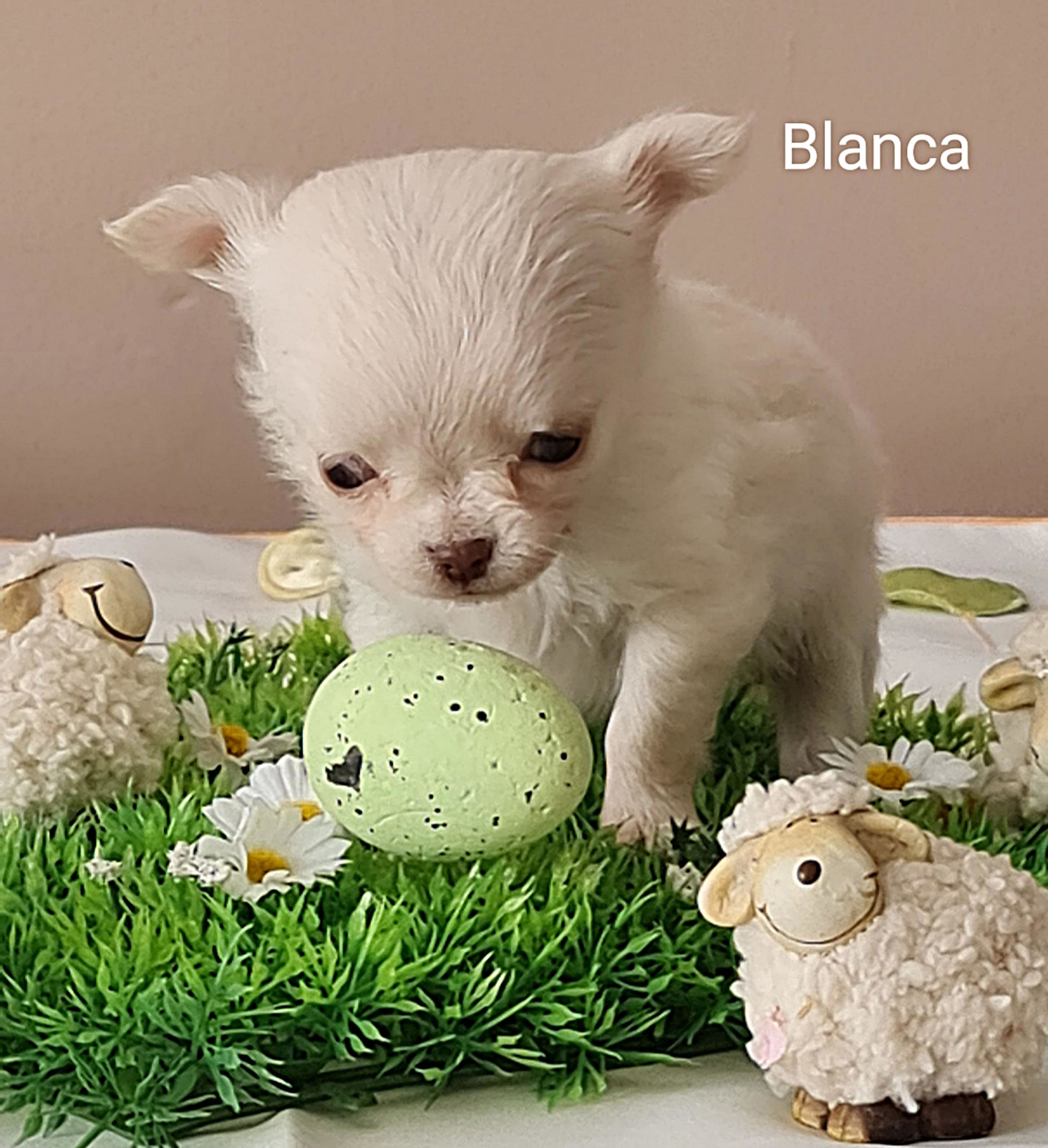 Chihuahua Blanca