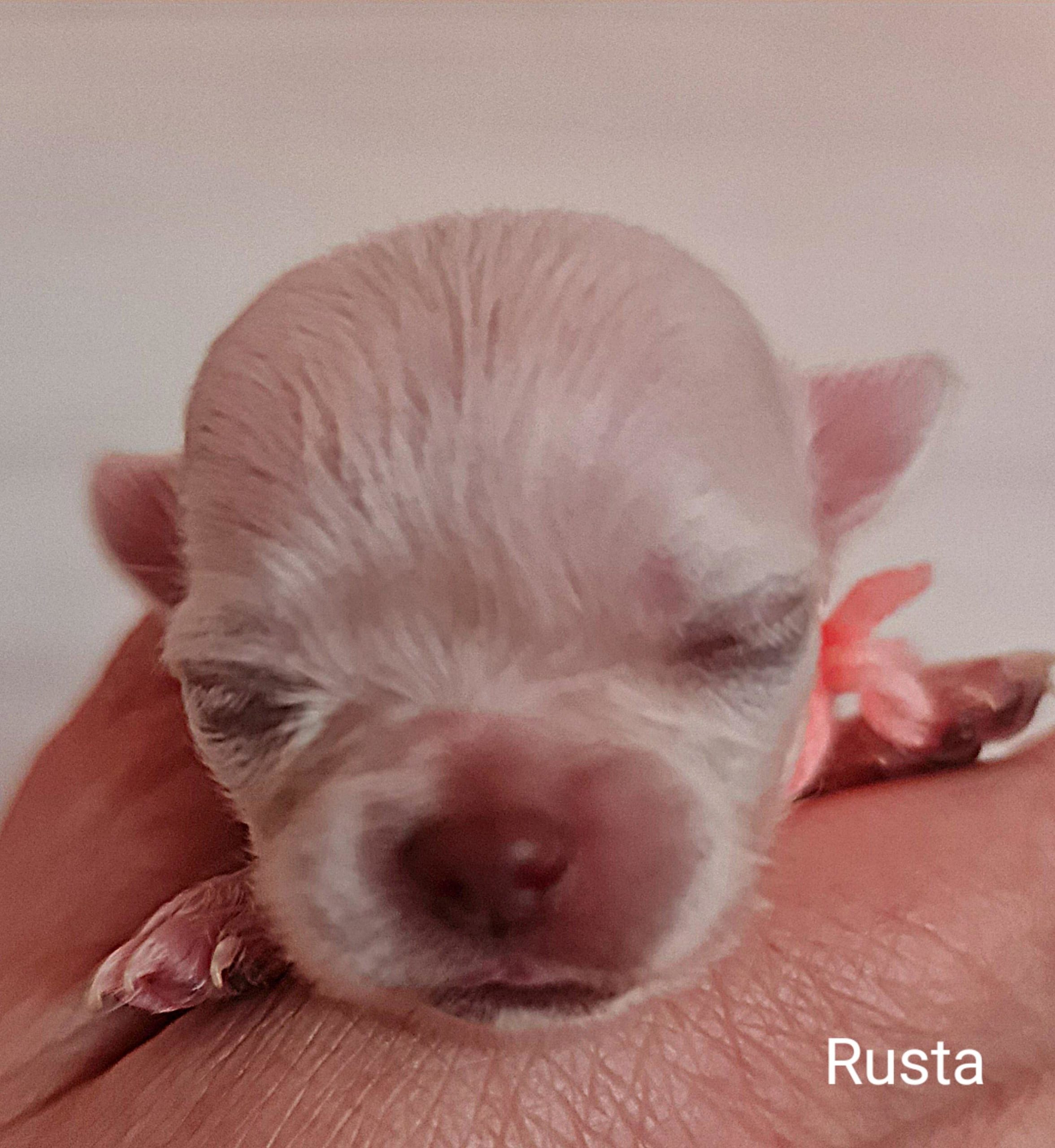 Chihuahua Rusta