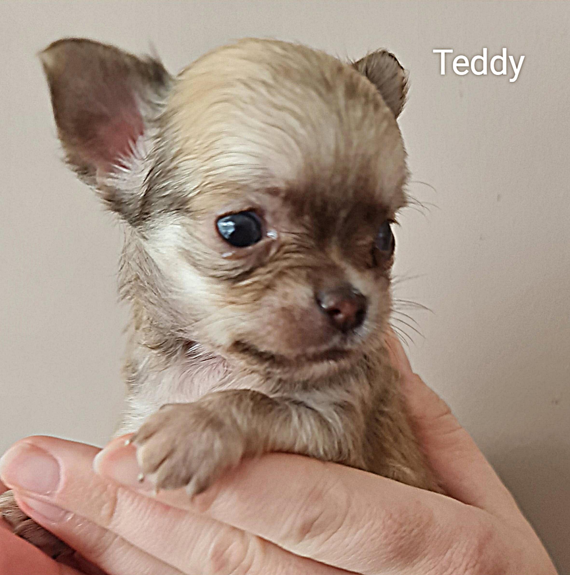 Chihuahua Teddy