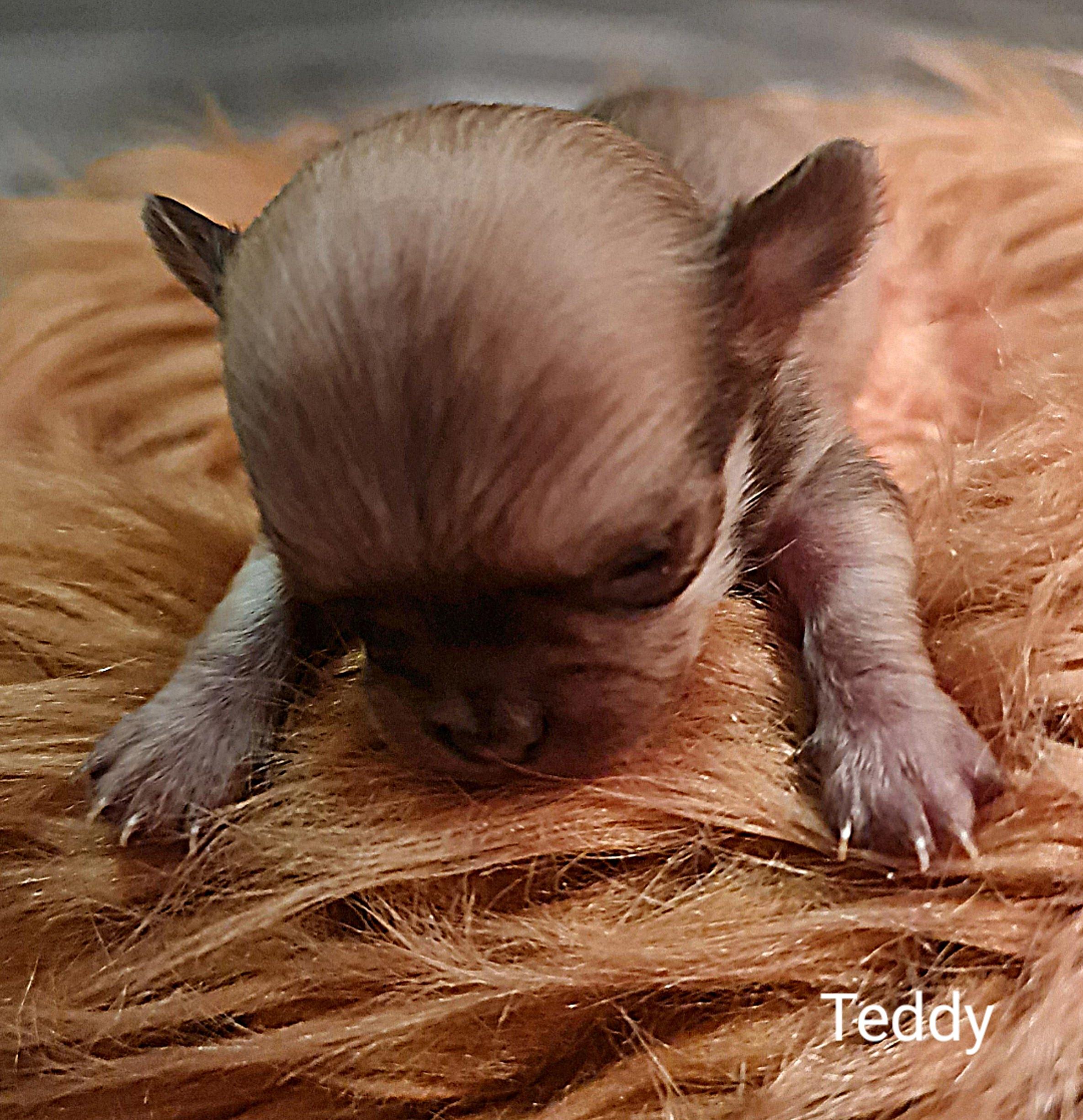 Chihuahua Teddy