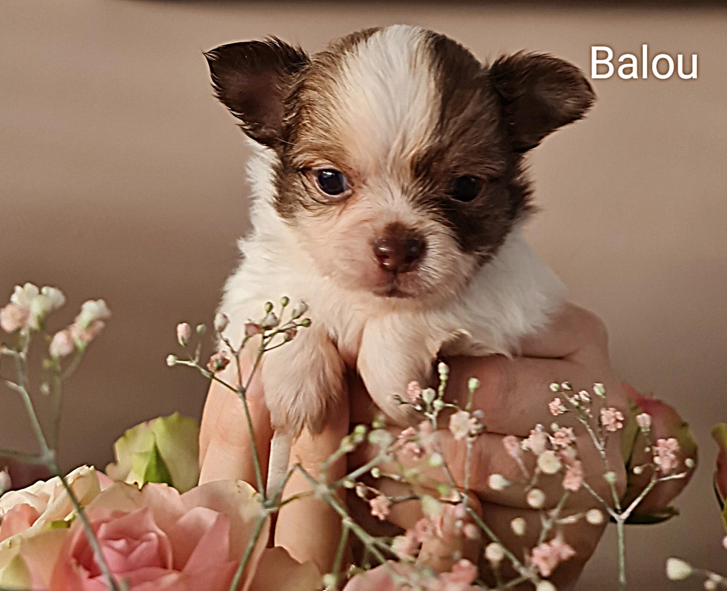 Chihuahua Balou