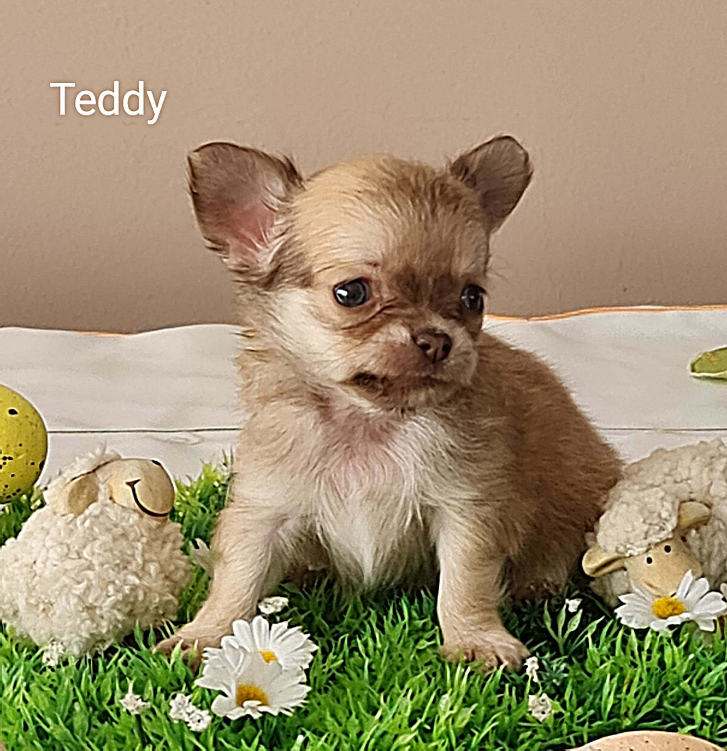 Chihuahua Joy Teddy