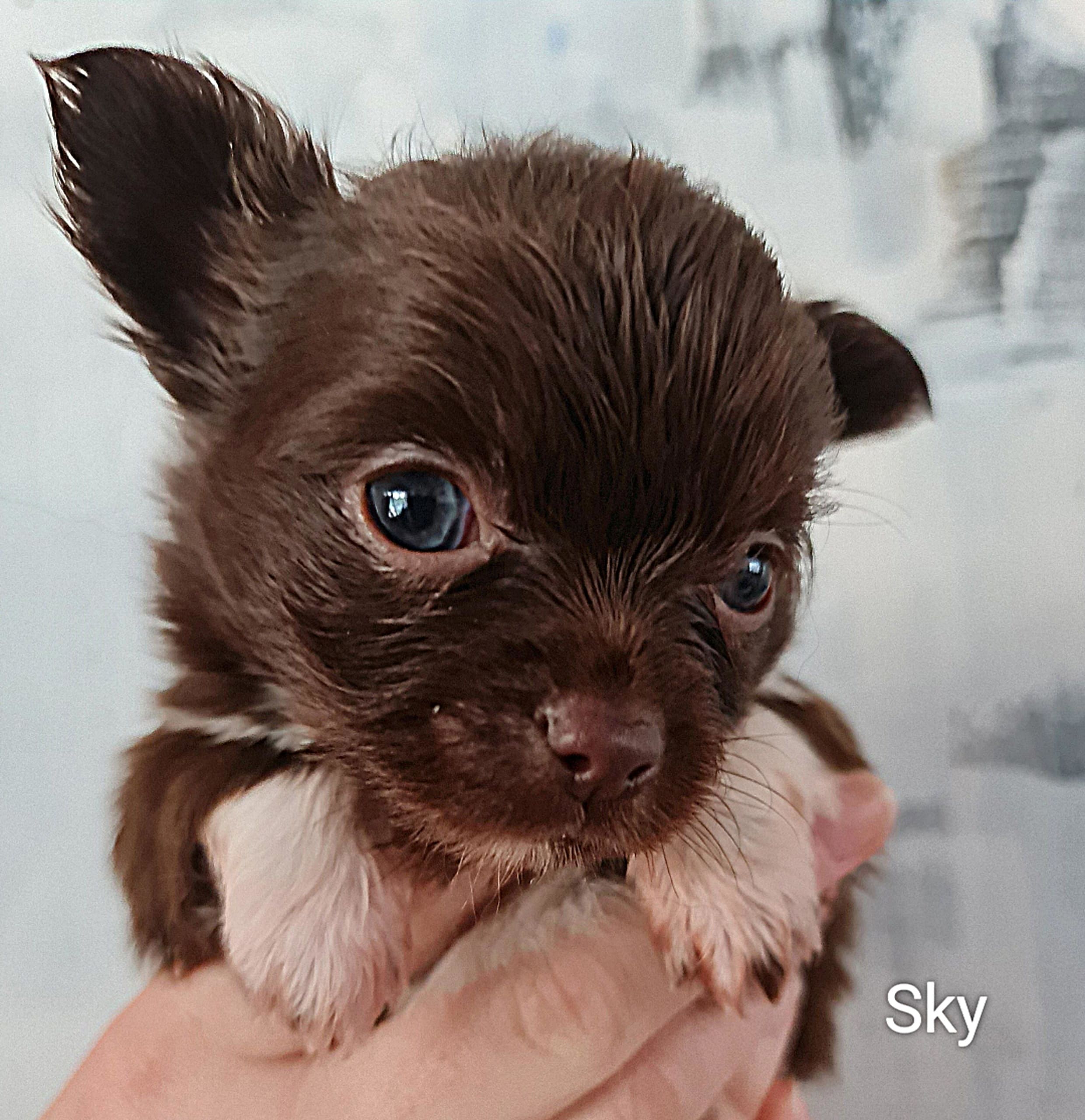 Chihuahua Sky