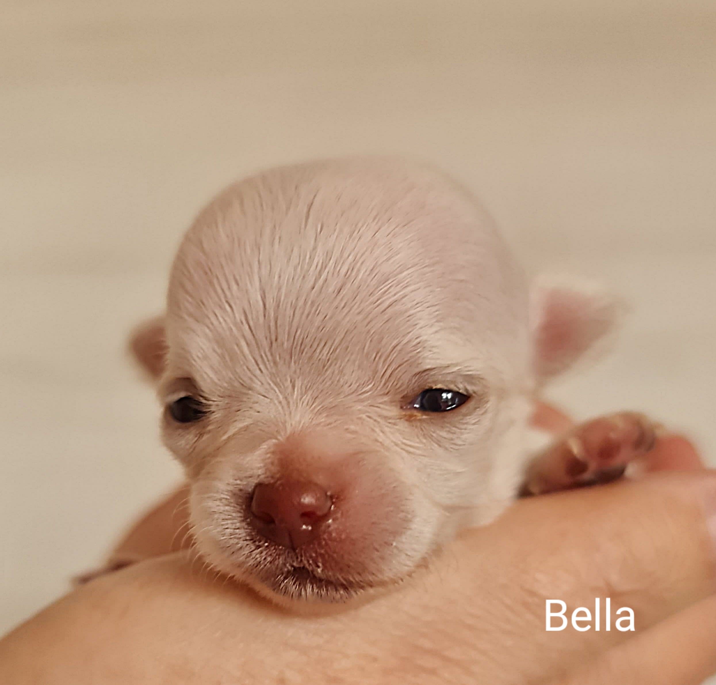 Chihuahua Bella