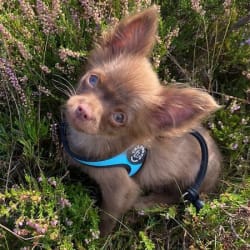 Jake chihuahua