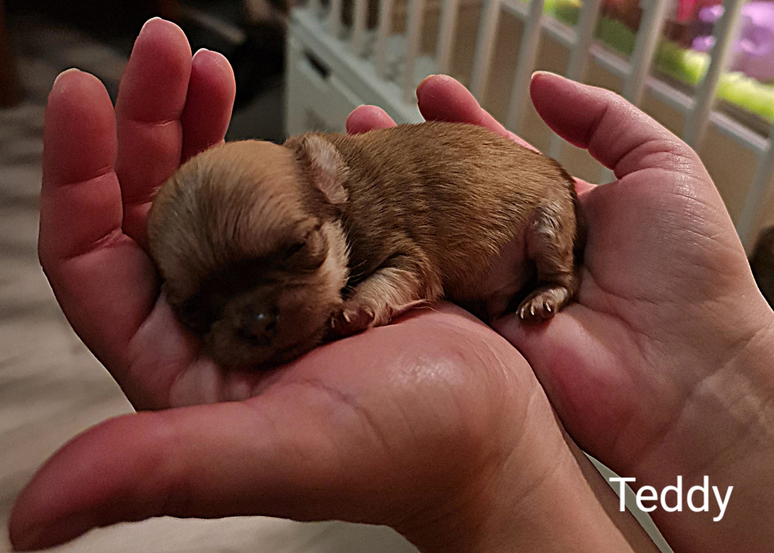 Chihuahua Teddy