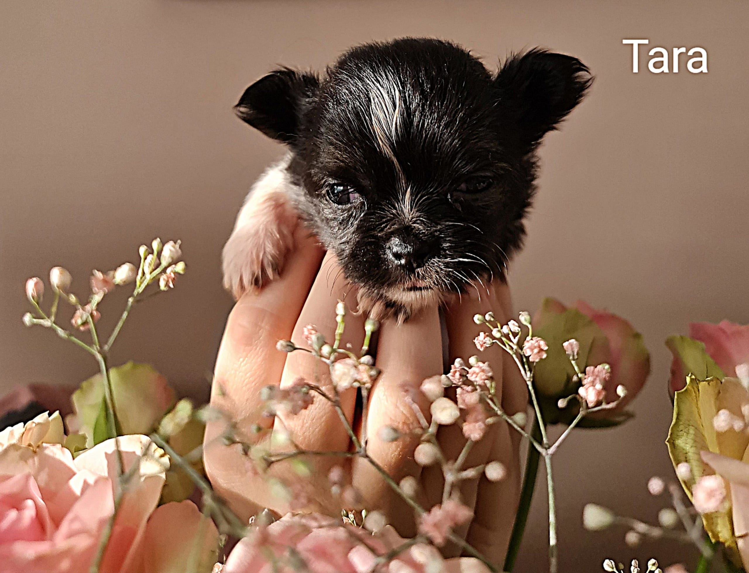 Chihuahua Tara