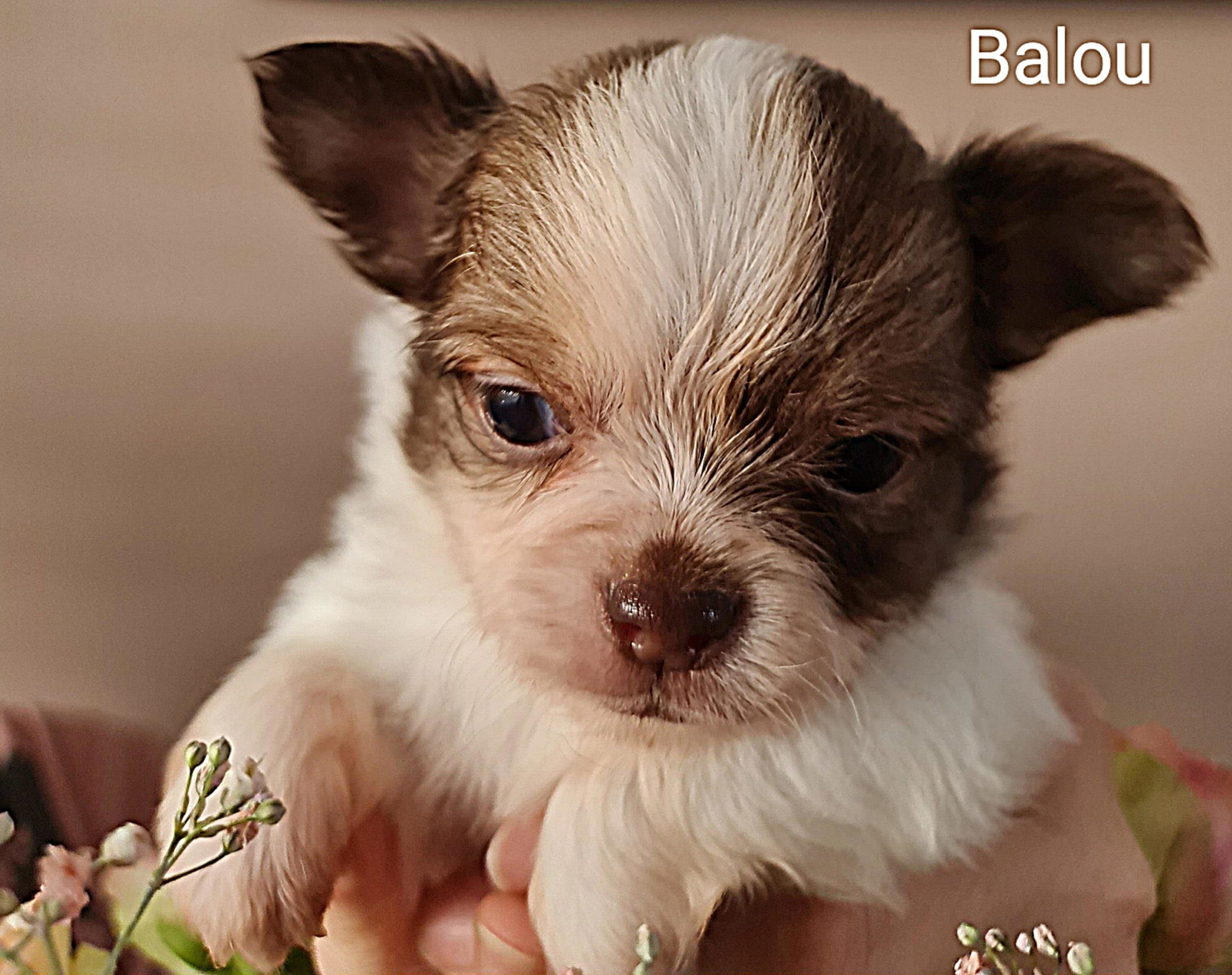Chihuahua Balou