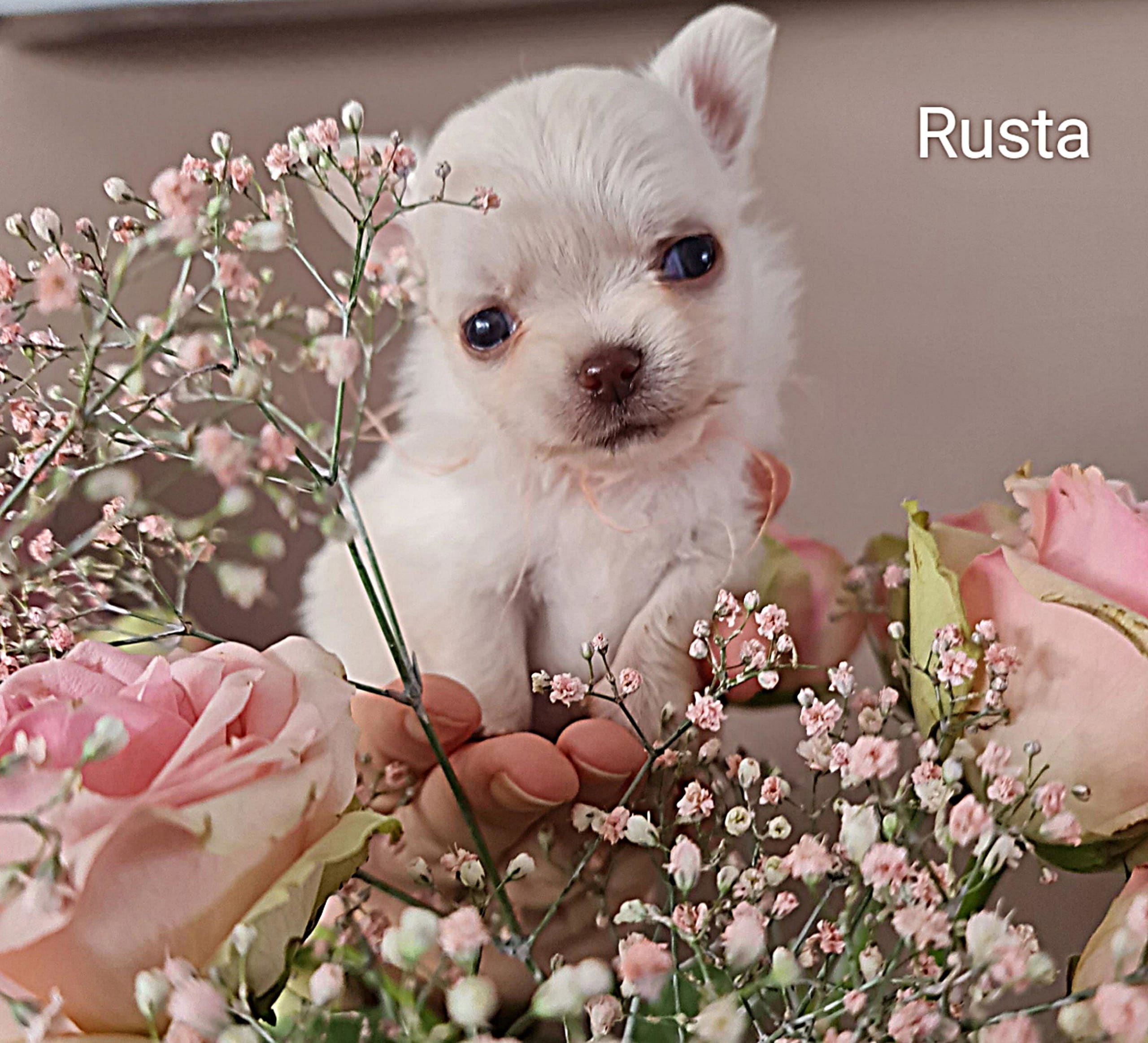 Chihuahua Rusta