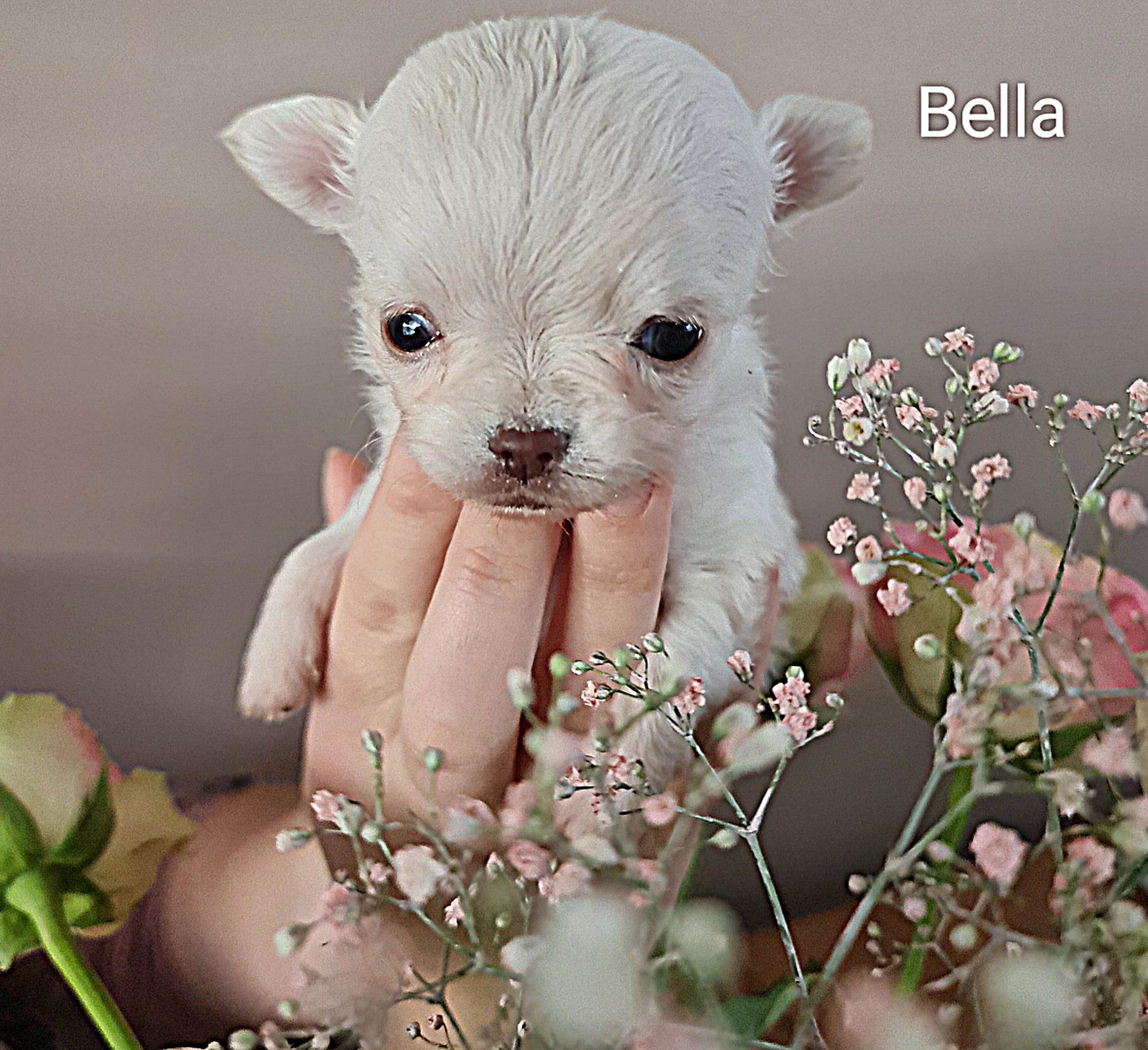 Chihuahua Bella