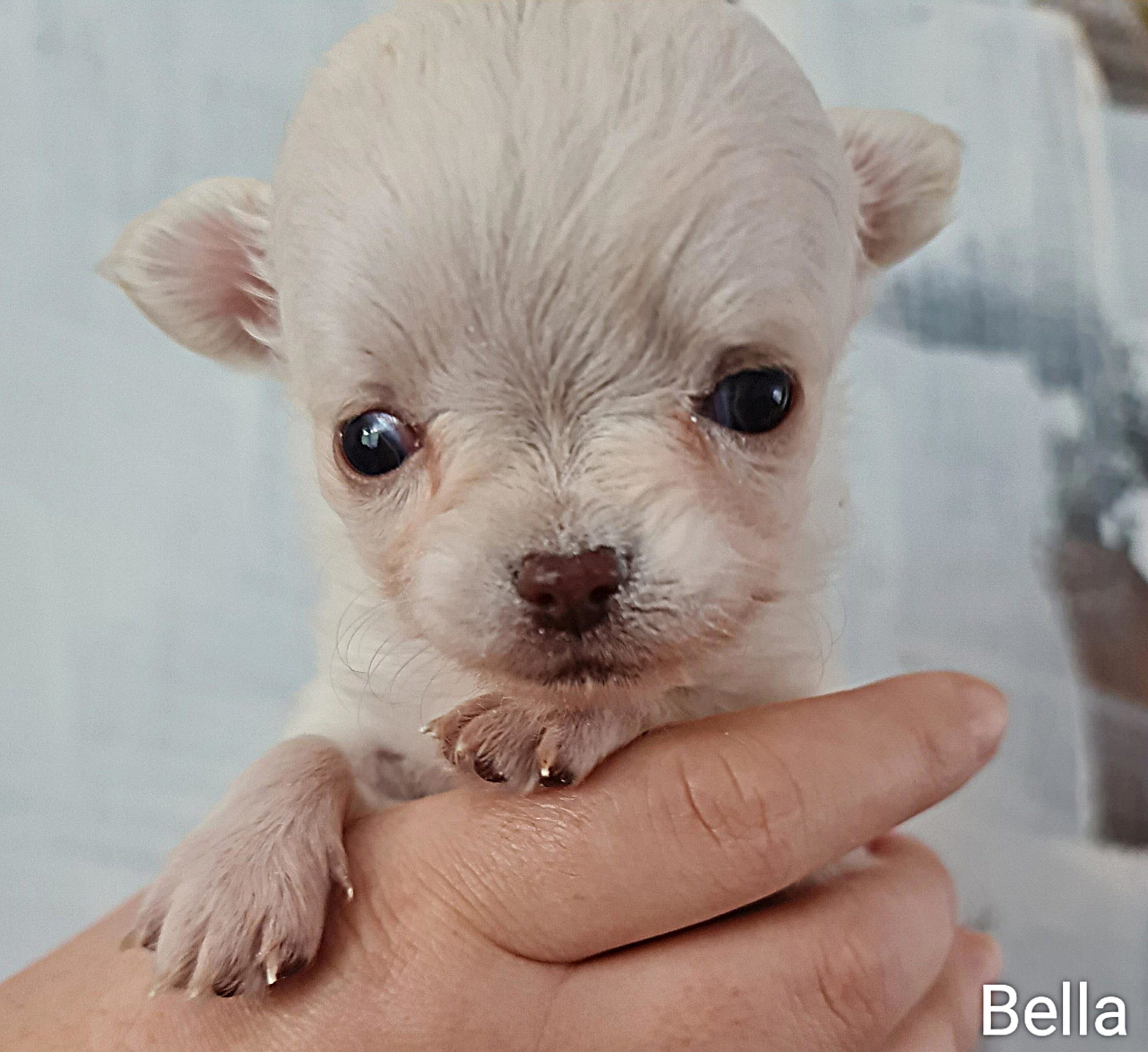 Chihuahua Bella