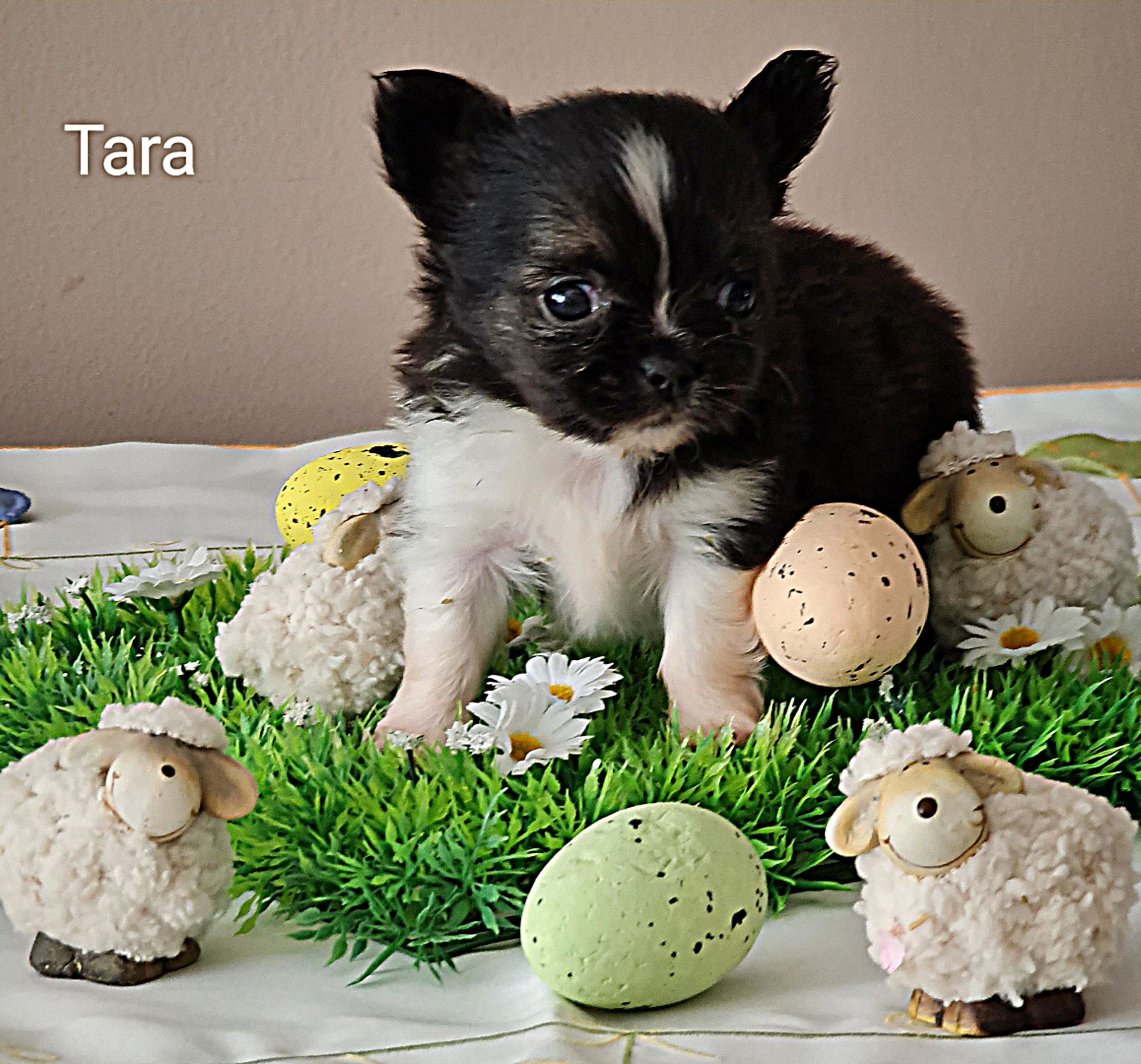 Chihuahua Tara