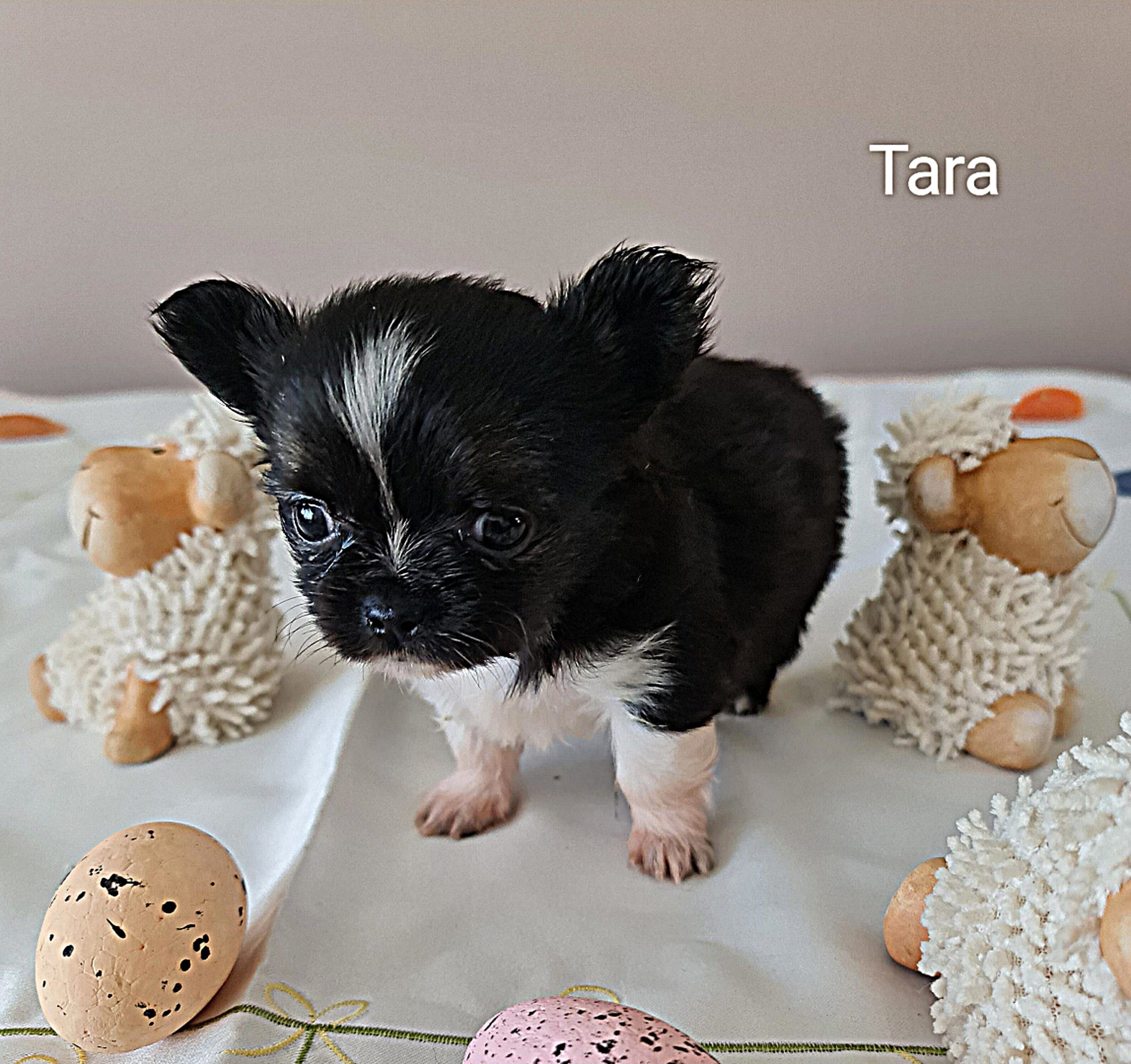 Chihuahua Tara