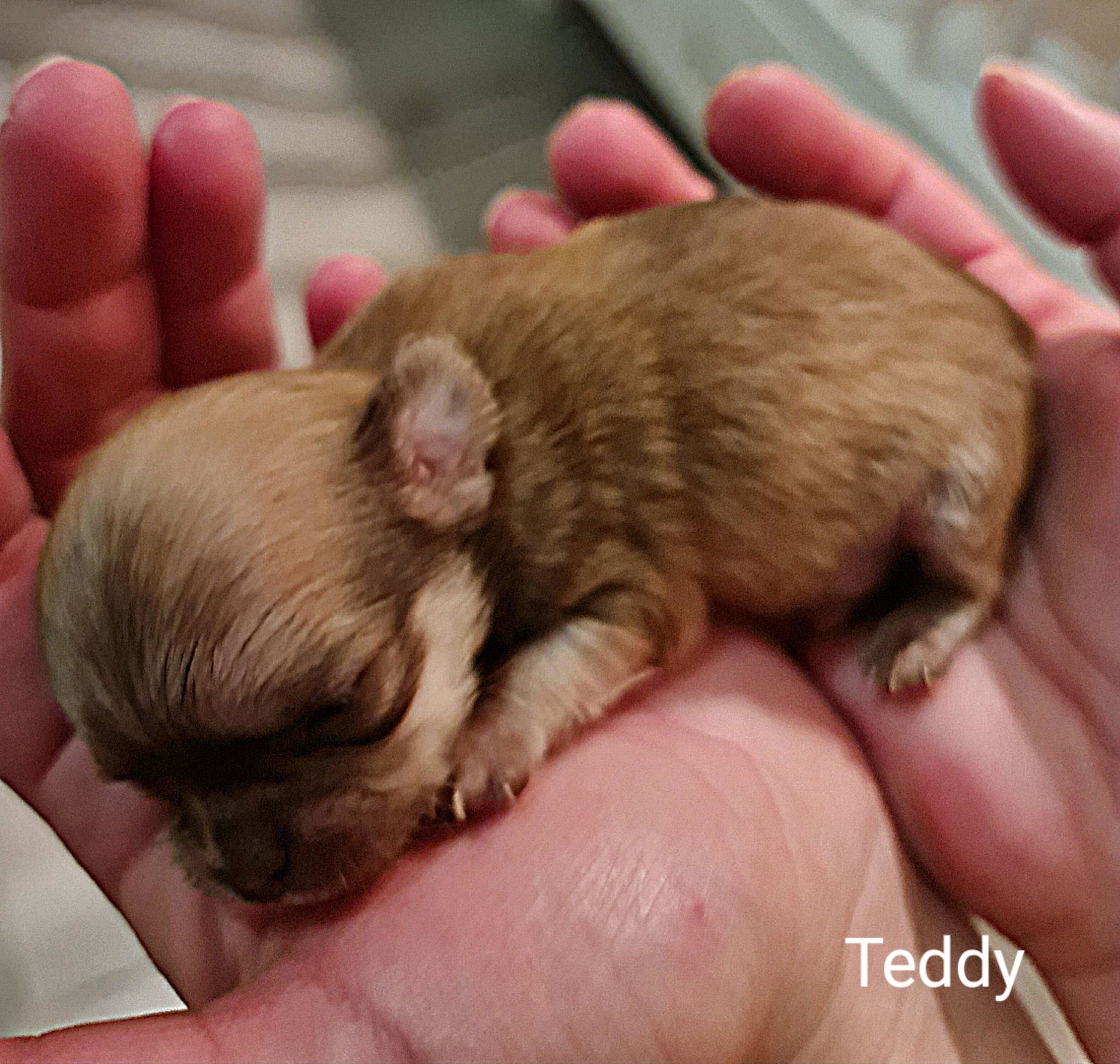 Chihuahua Teddy