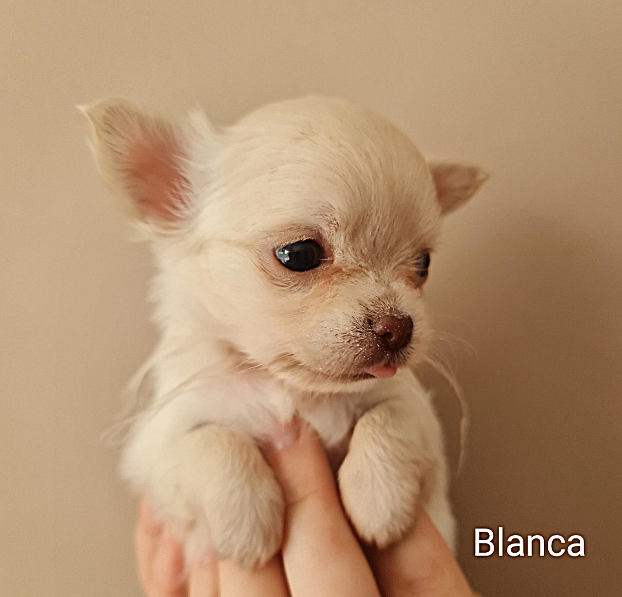 Chihuahua Blanca