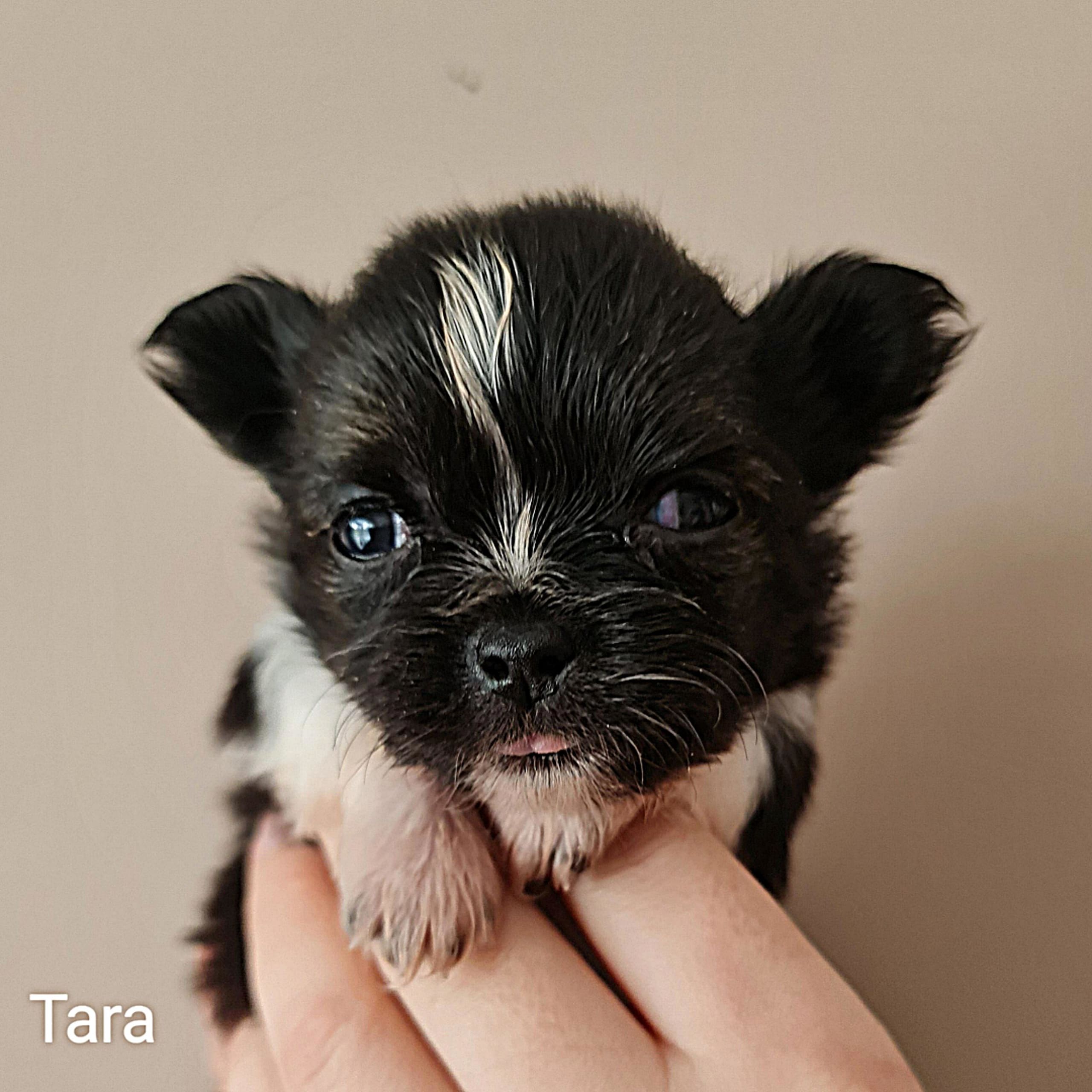 Chihuahua Tara