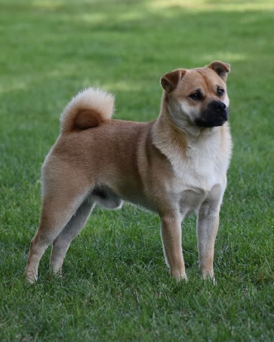 Mio retromops Mio retromops