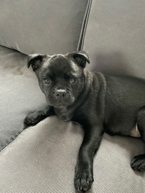 Remy - Retromops - Chimos