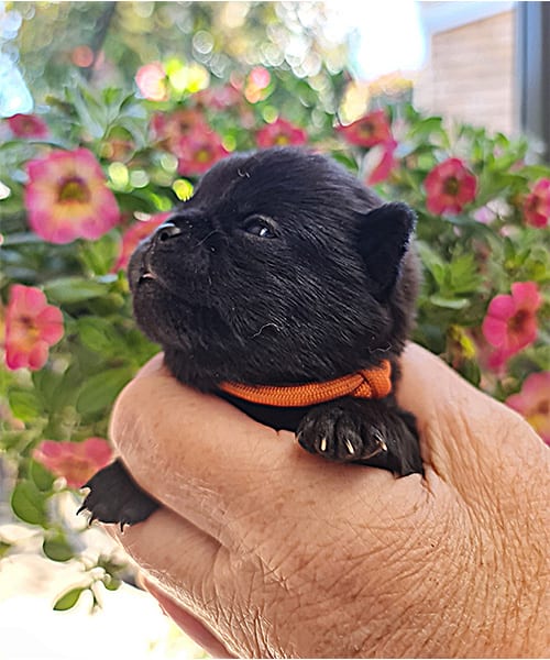 New-Puppies---10--06-2023-15