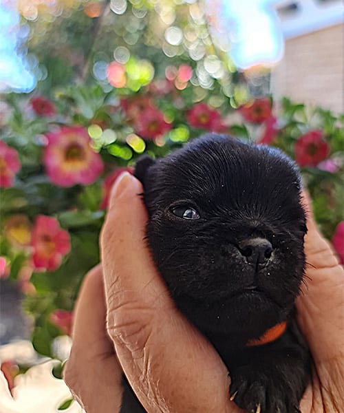New-Puppies---10--06-2023-14