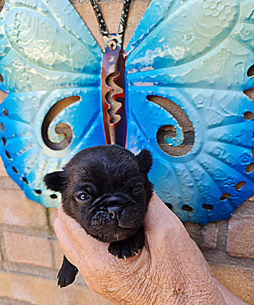 New-Puppies---10--06-2023-13