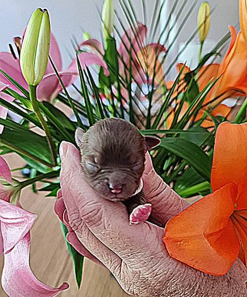 New-Puppies---10--06-2023-11