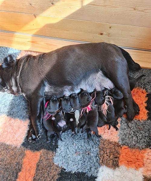 New-Puppies---10--06-2023